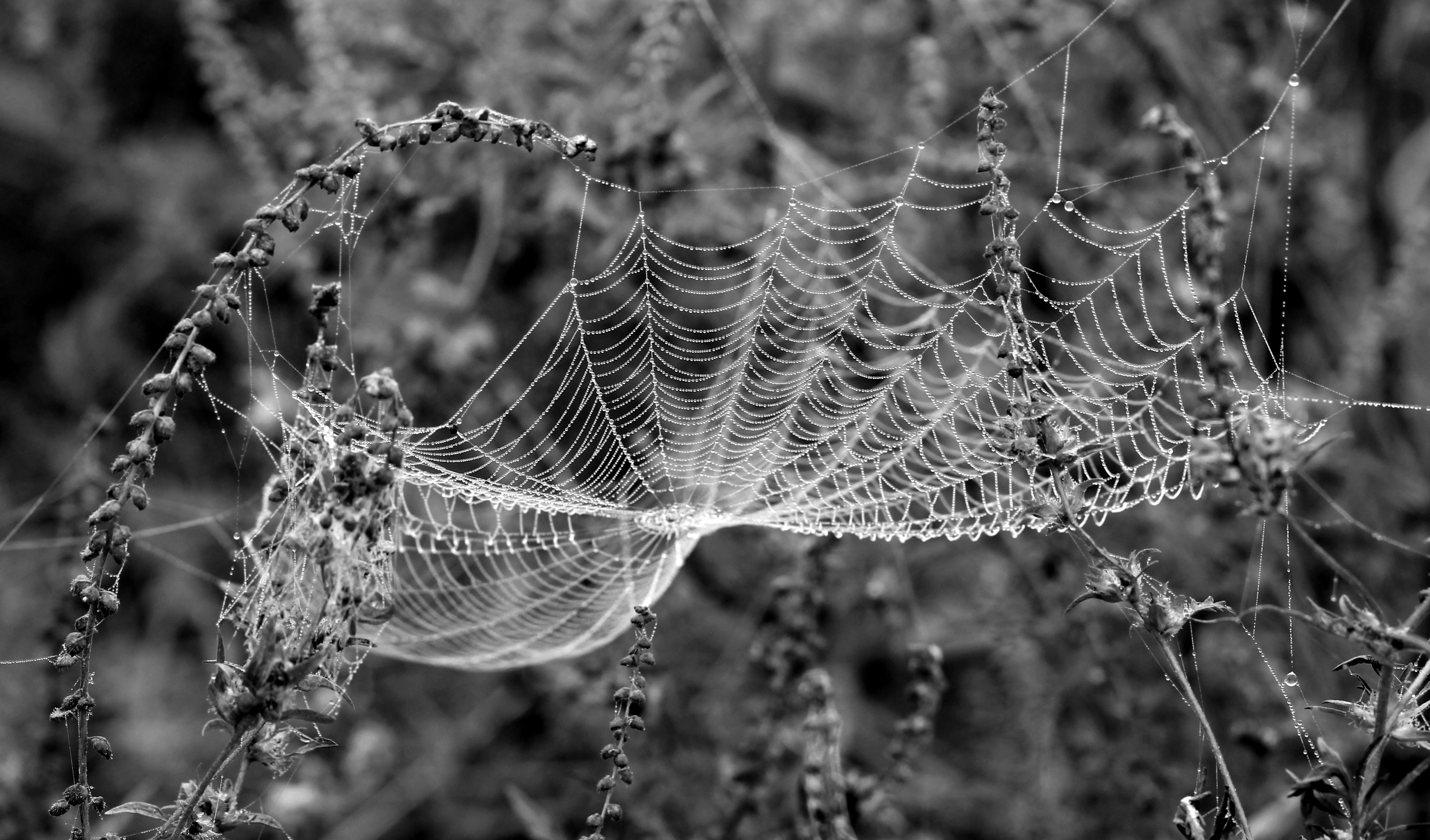 Free picture: spider web, web, trap