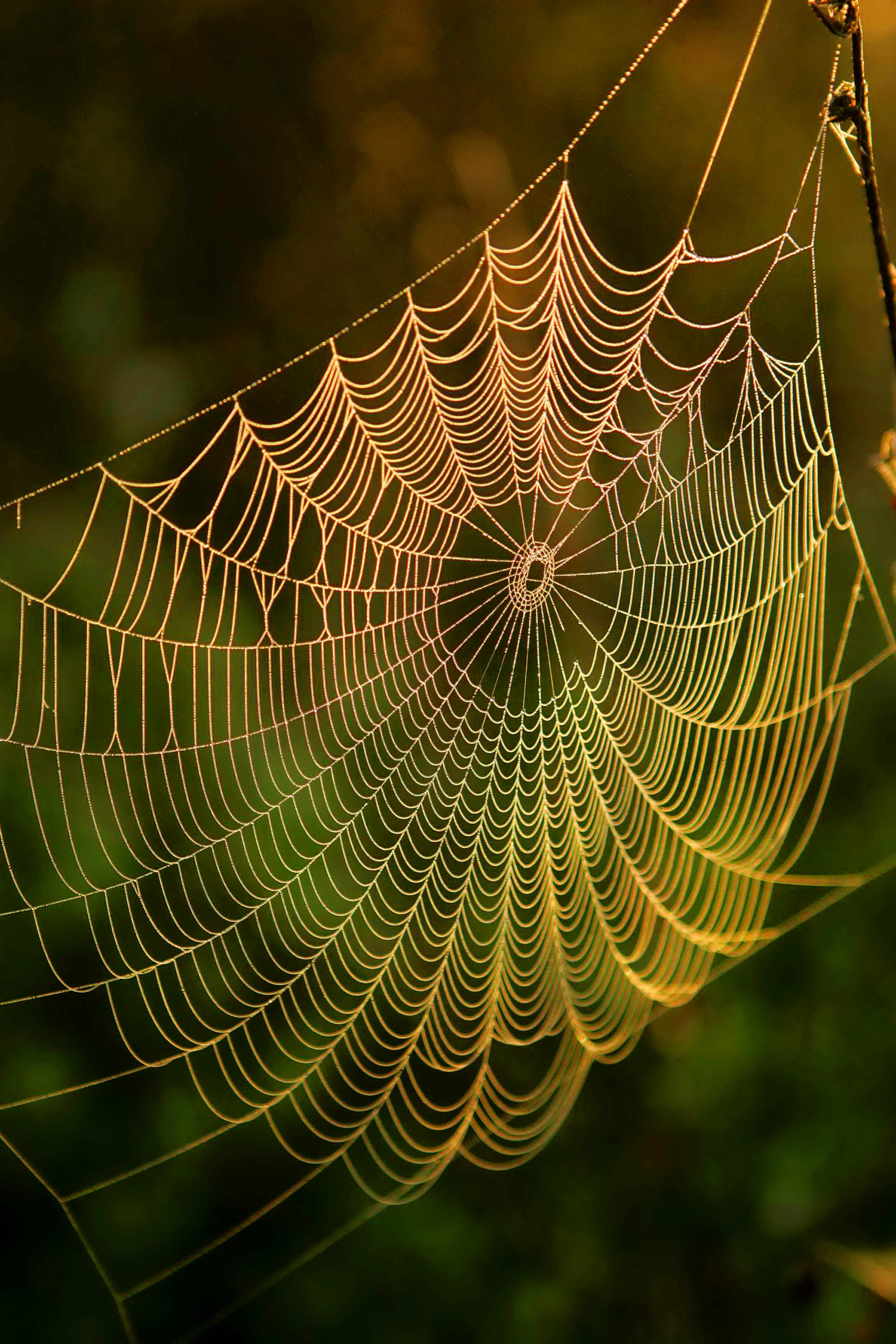 Free picture: spider, web, water, dews, sunrise