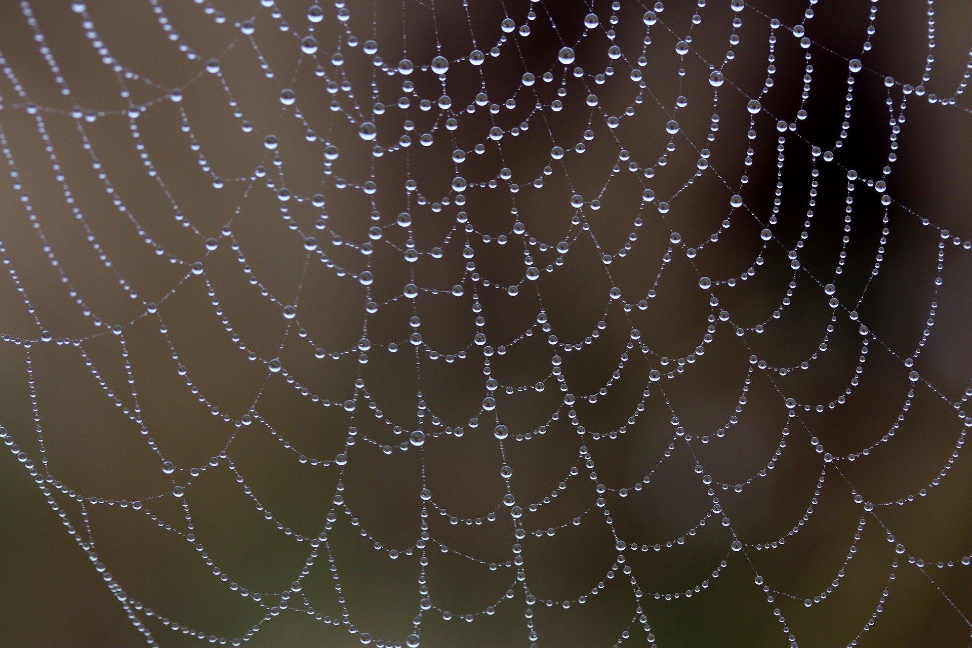 Spider Webs: Music Rather Than Survival Mechanism | Friends of Animals