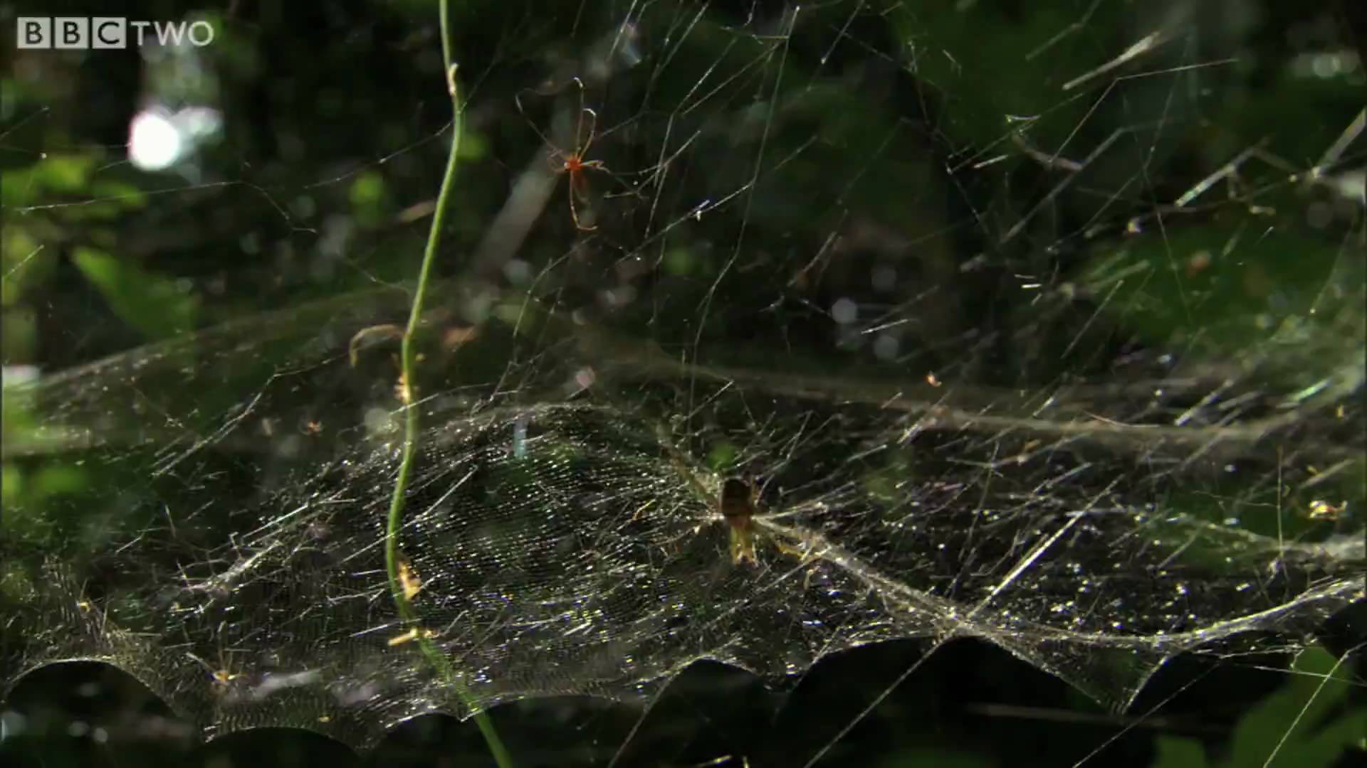 HD: Spider Web Fishing - South Pacific - BBC Two - YouTube