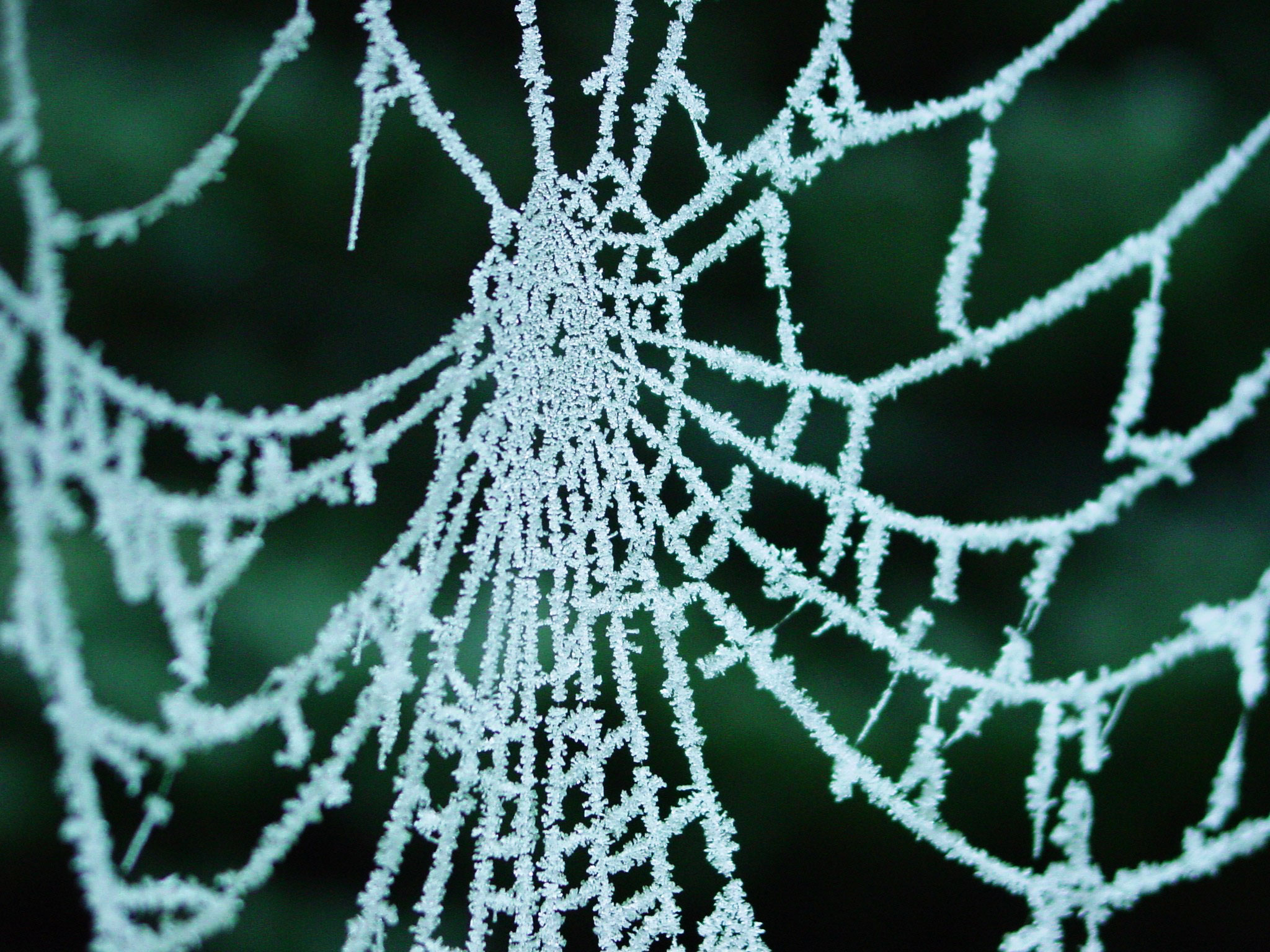 Spiders Drink Nanotubes, Spin Kevlar-Strength Web