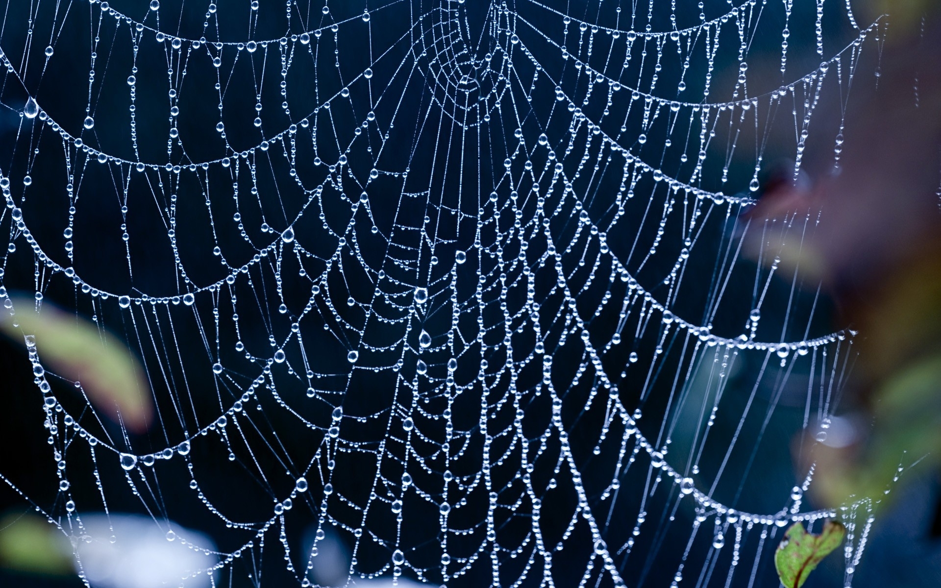 149 Spider Web HD Wallpapers | Background Images - Wallpaper Abyss