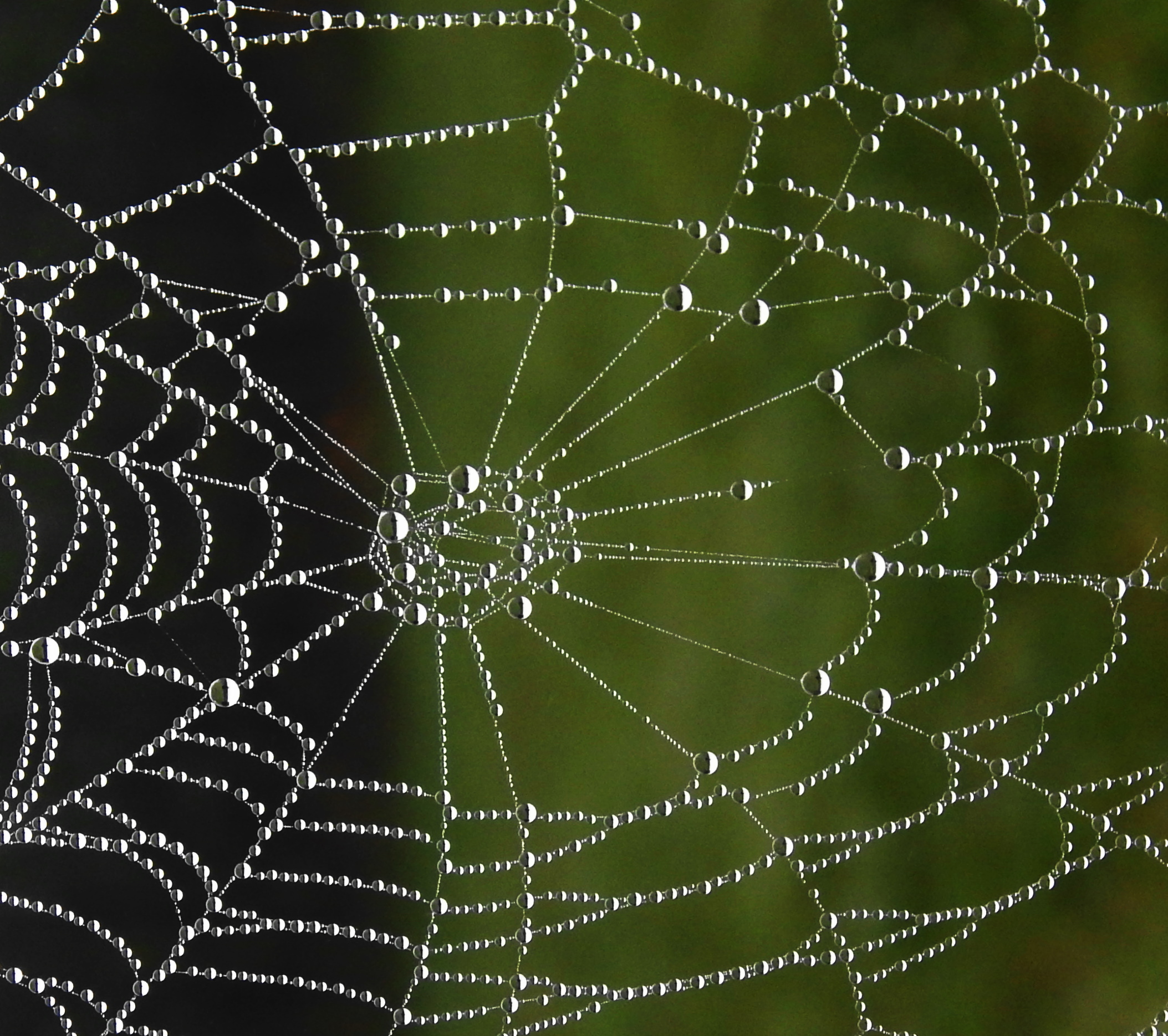 Spider Web Dew Drop Size - EPOD - a service of USRA