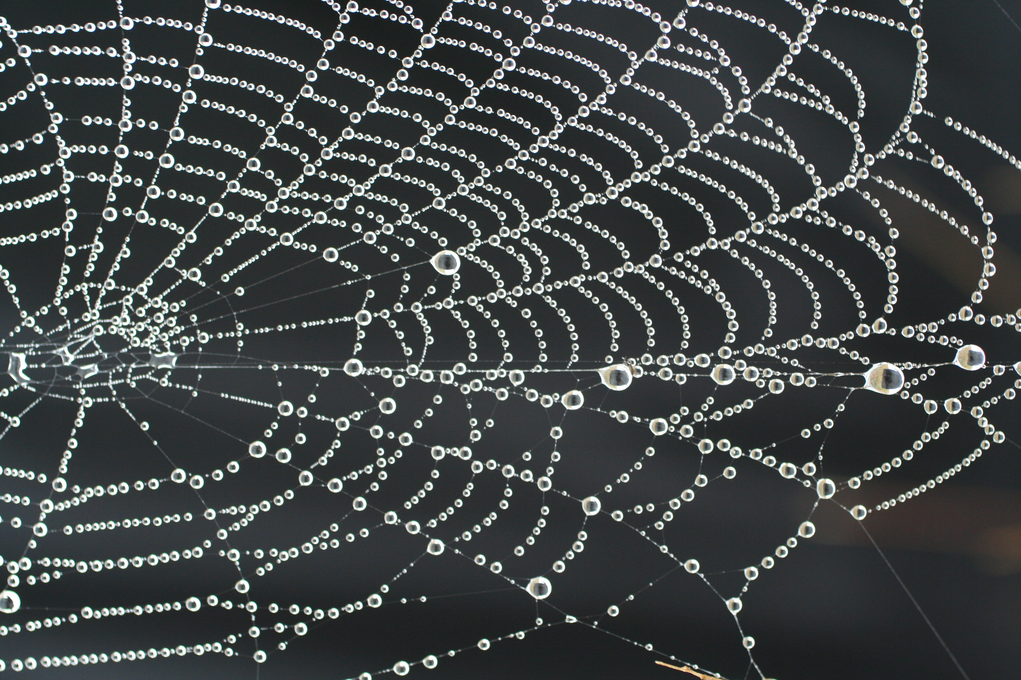 A Poem A Day:: Spiderweb