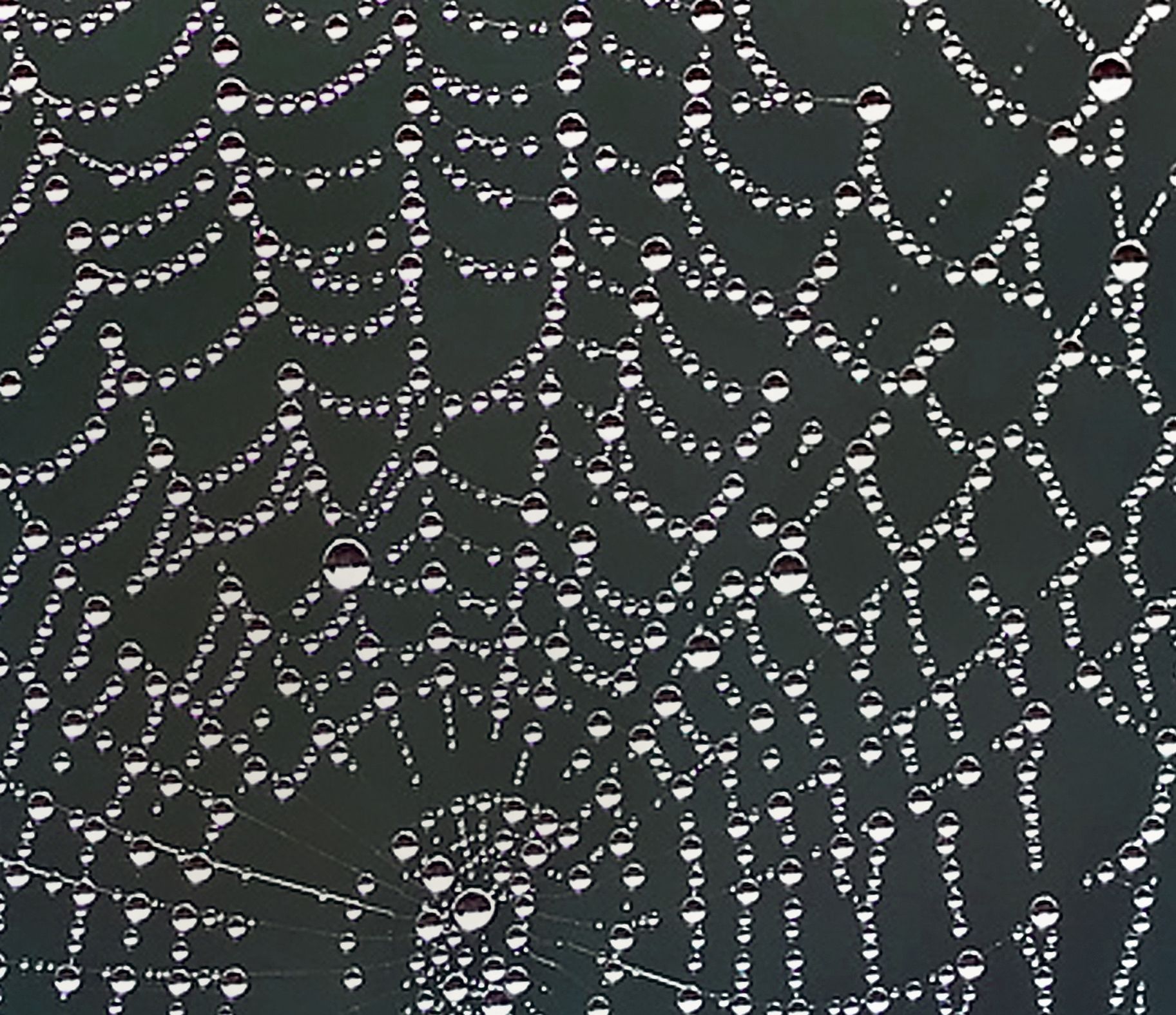 meaning of spider web – Doowans News&Events