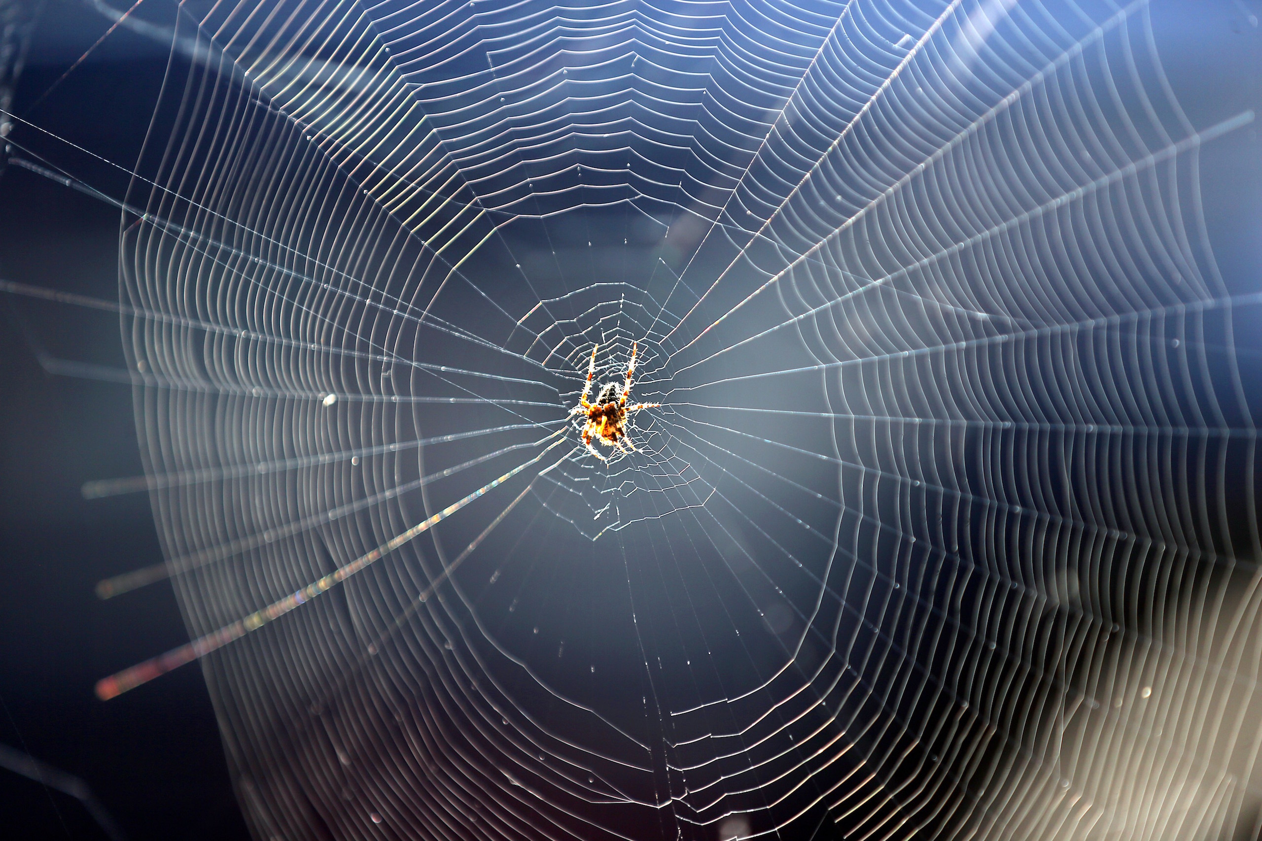 The Man-Made Spider Webs Created by Scientists