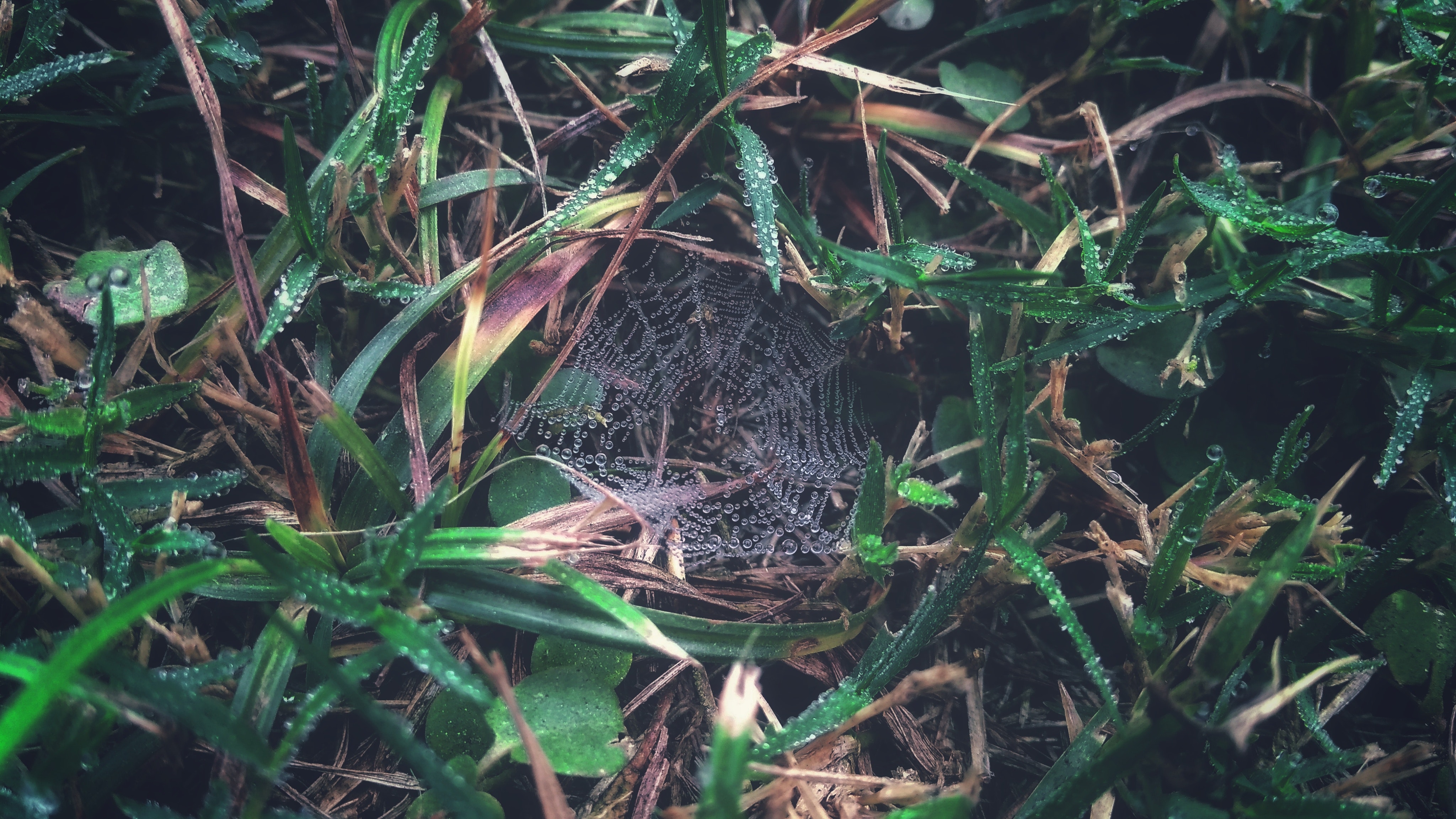 Spider Web on Grass With Dew Closeup Photography, Animal, Leaves, Wild, Wet, HQ Photo