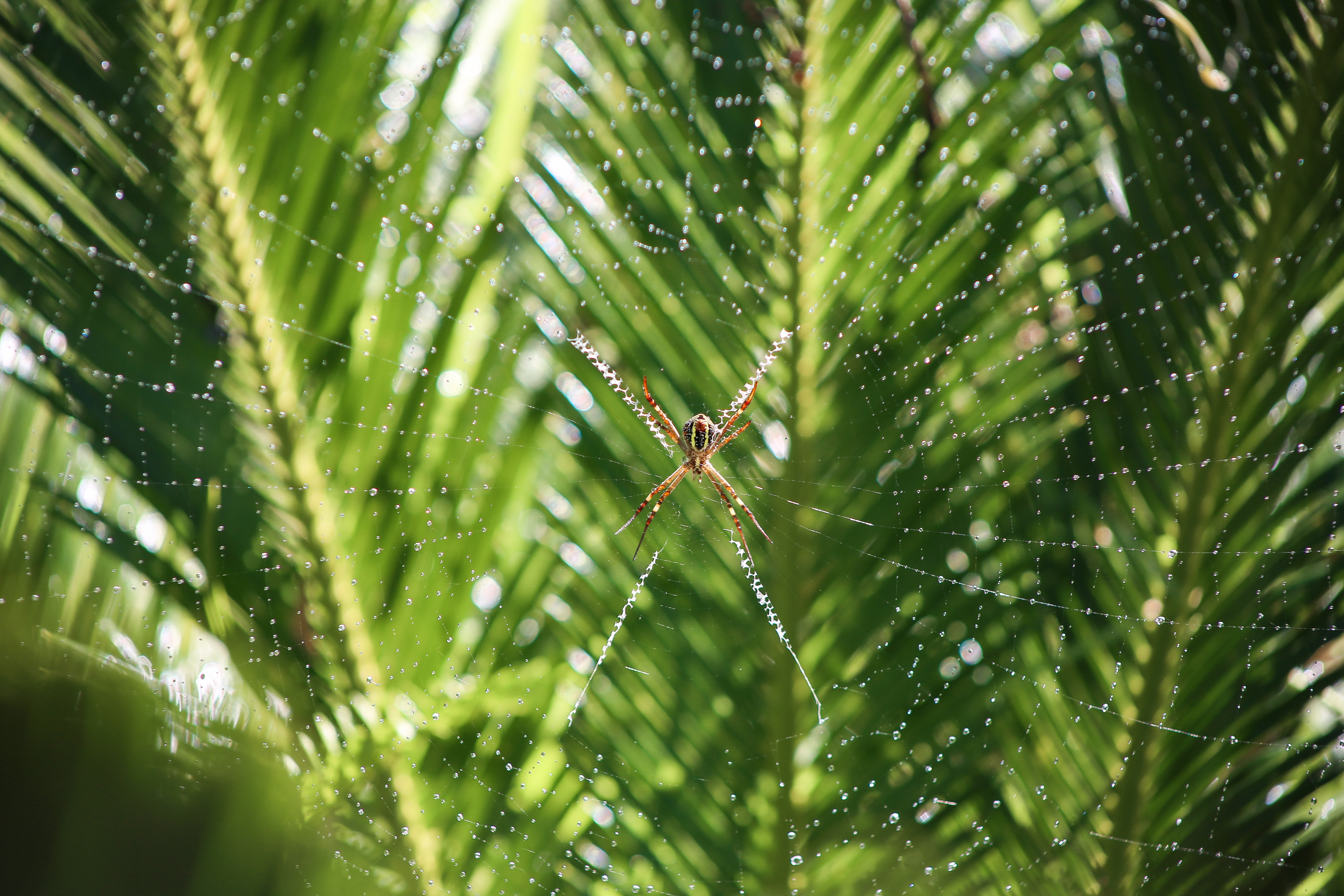 Spider Web, Hunt, Spider, Structure, Trap, HQ Photo
