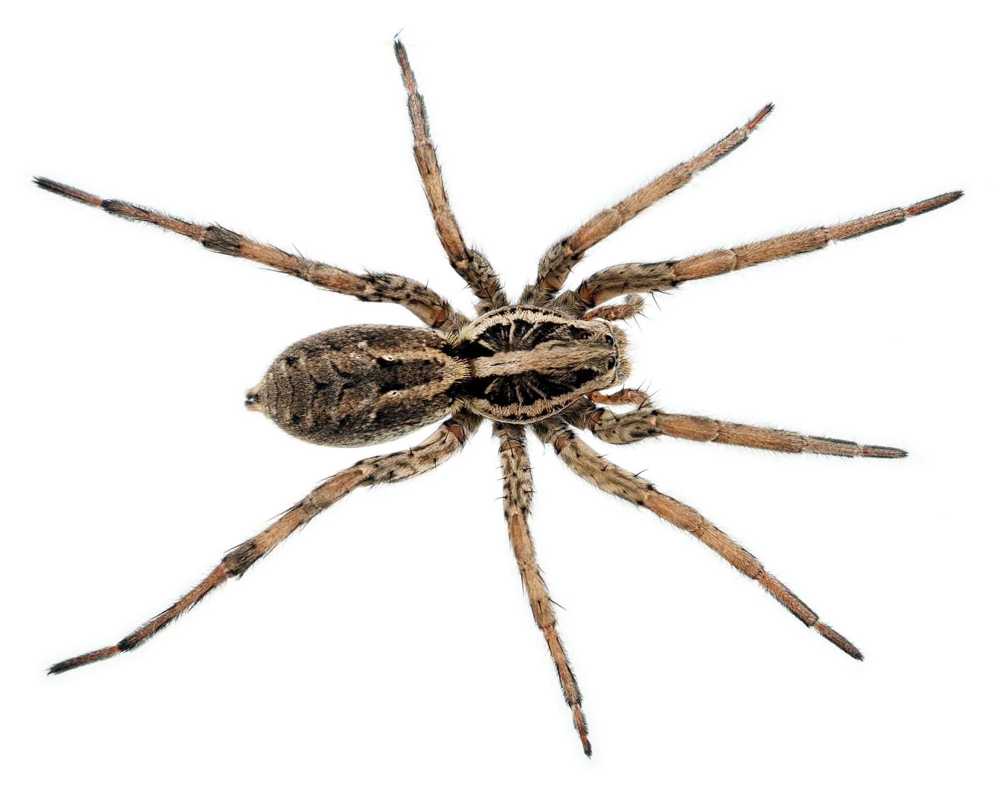 Wolf Spider - Professional Spider Control - Kill Wolf Spiders