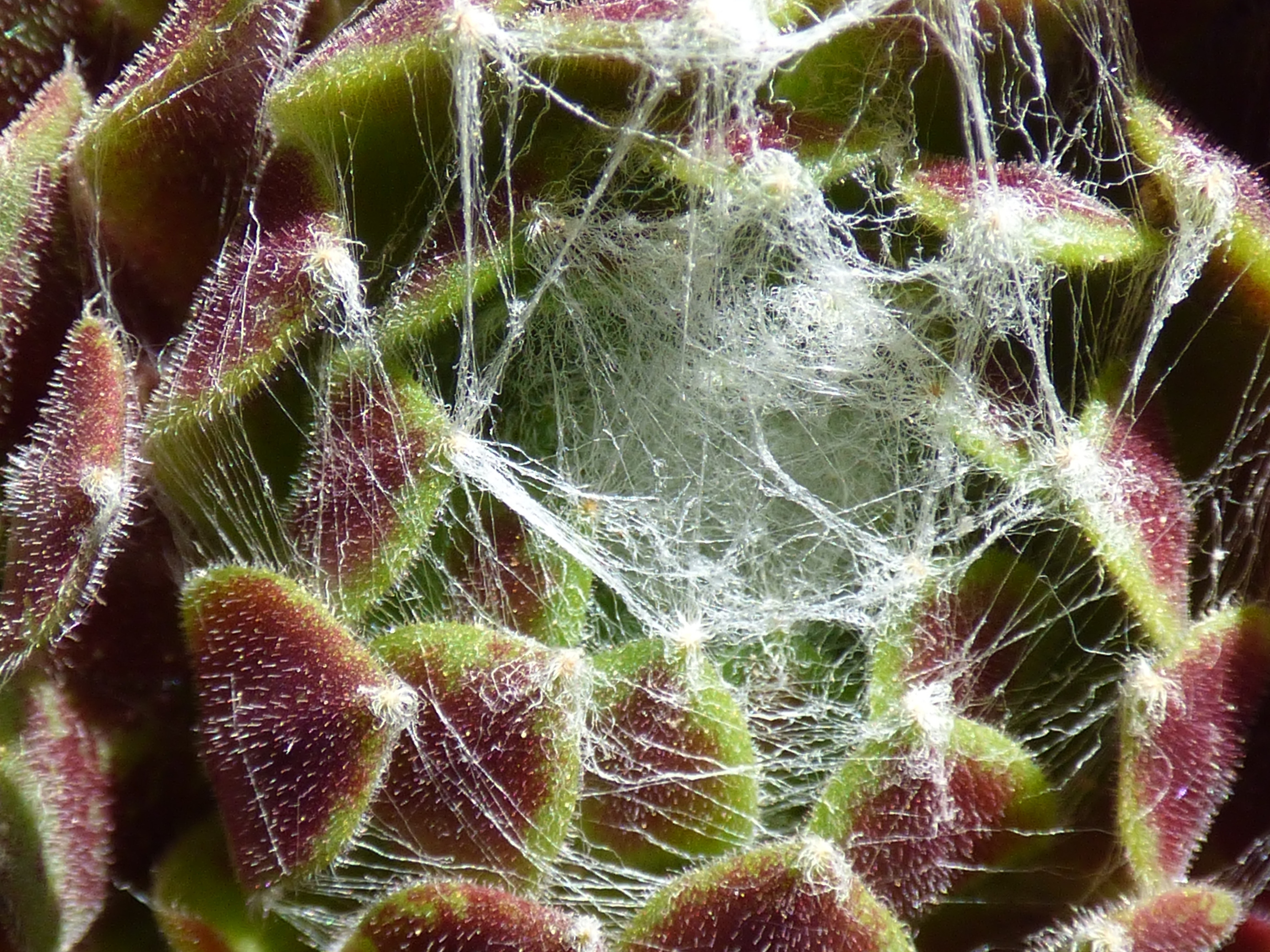 Free stock photo of joubarde spider web, plant, succulent