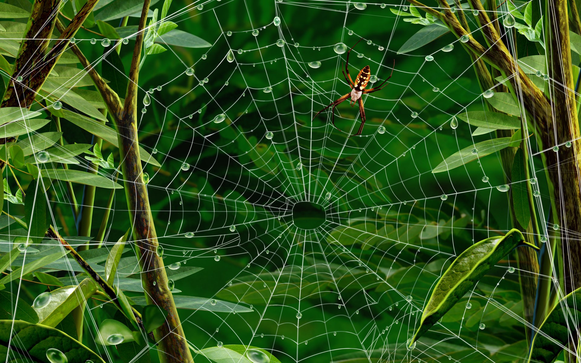 Forest: Plant Spider Web Forest Background HD Images for HD 16:9 ...