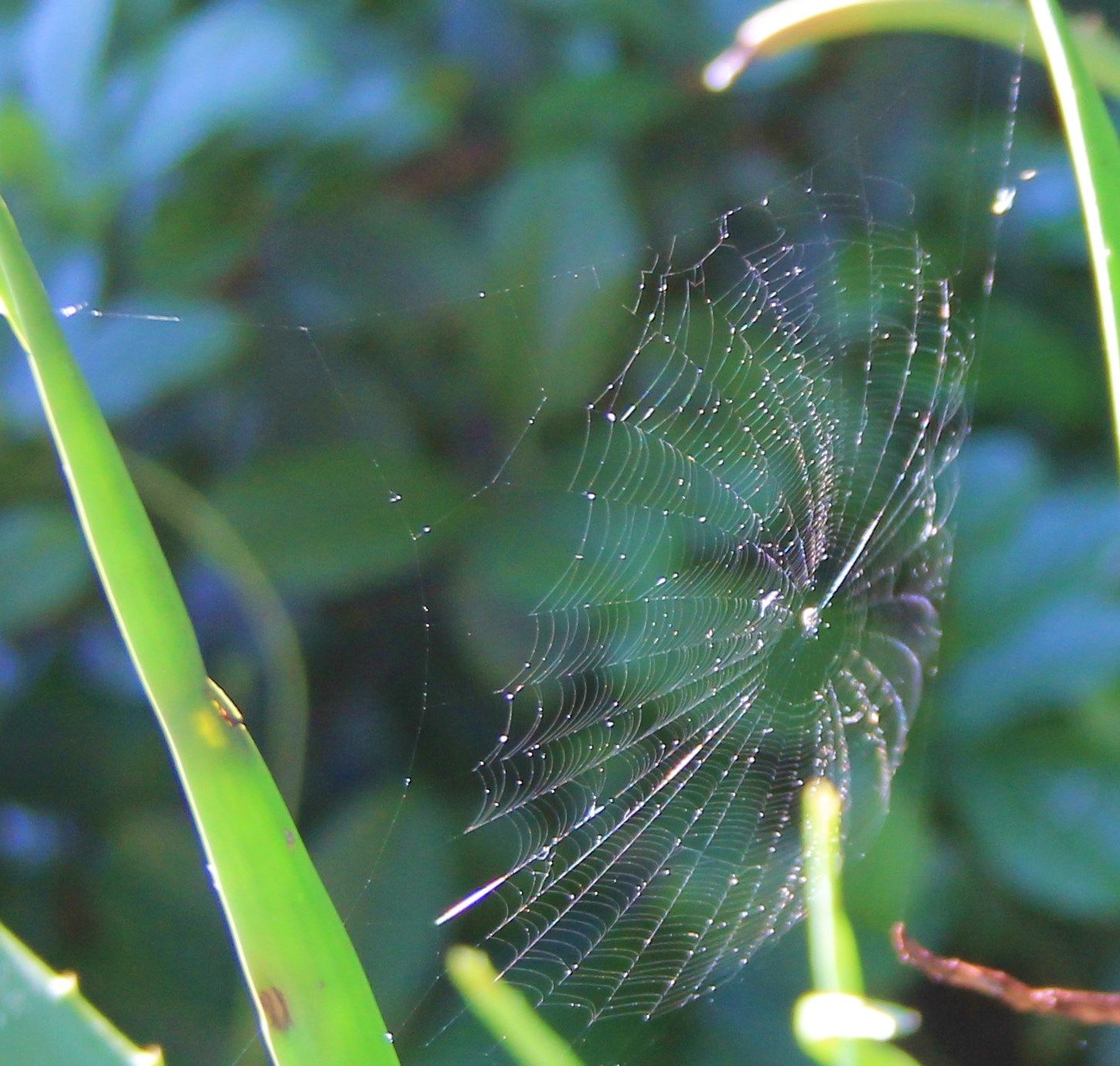 Spider web on Aloe Vera plant, Orlando, Fl. | She weaves | Pinterest