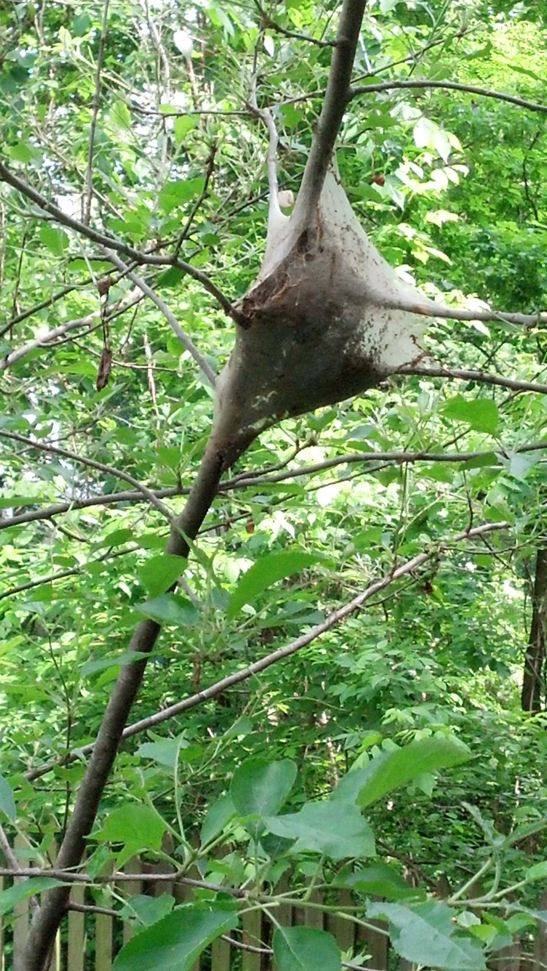 Spiderweb in tree photo