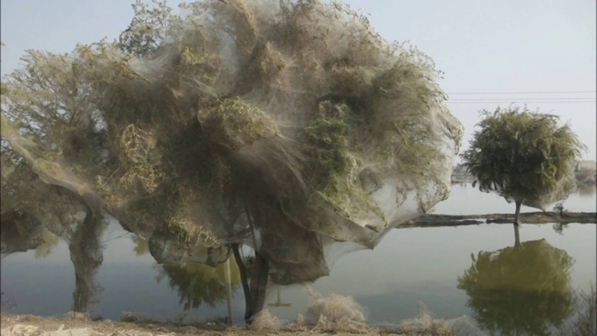 Trees Cocooned in Spider Webs After Pakistan Flood HD 2014 - YouTube