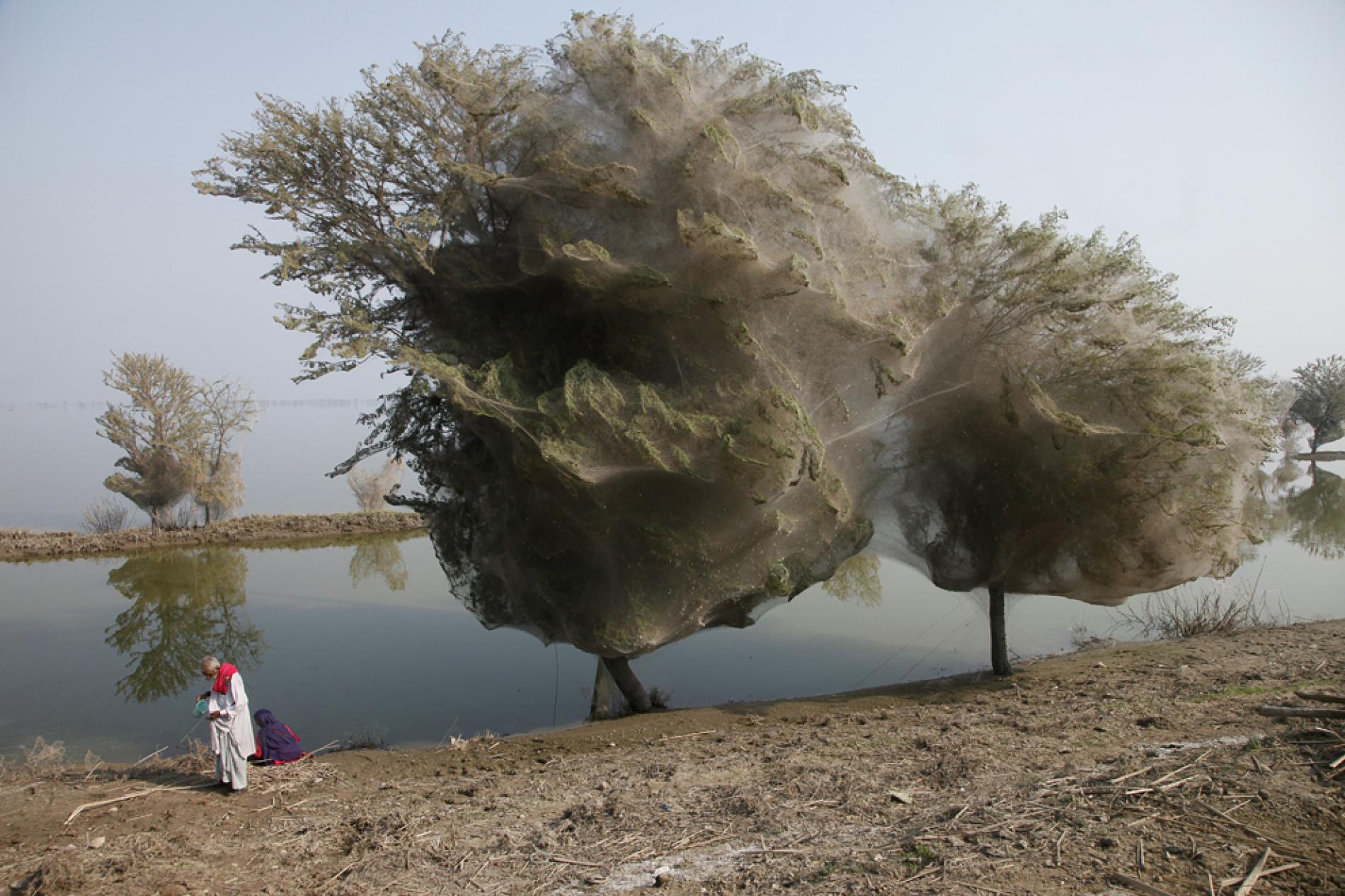 Pictures: Trees Cocooned in Webs After Flood