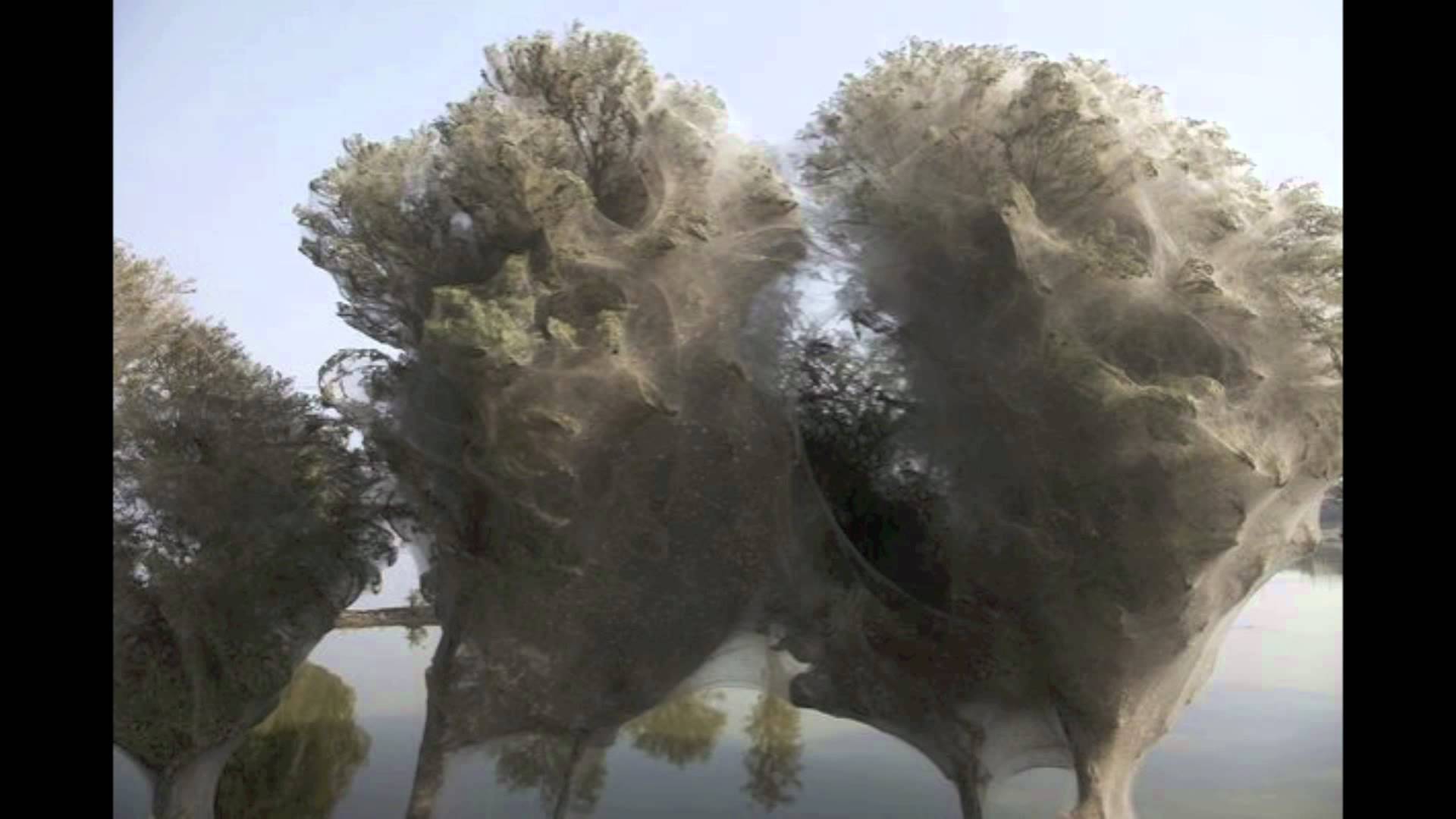 Spider Web Trees after flood in Pakistan - YouTube