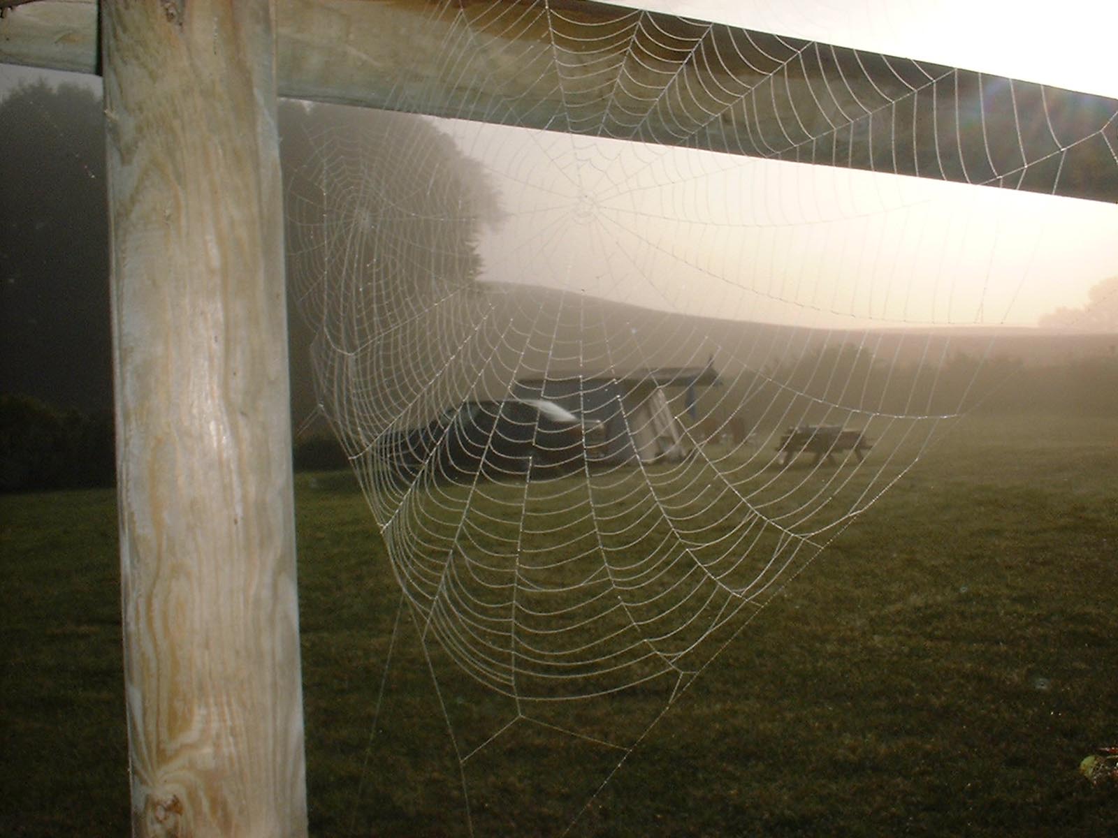 Spiderweb on a cold morning photo