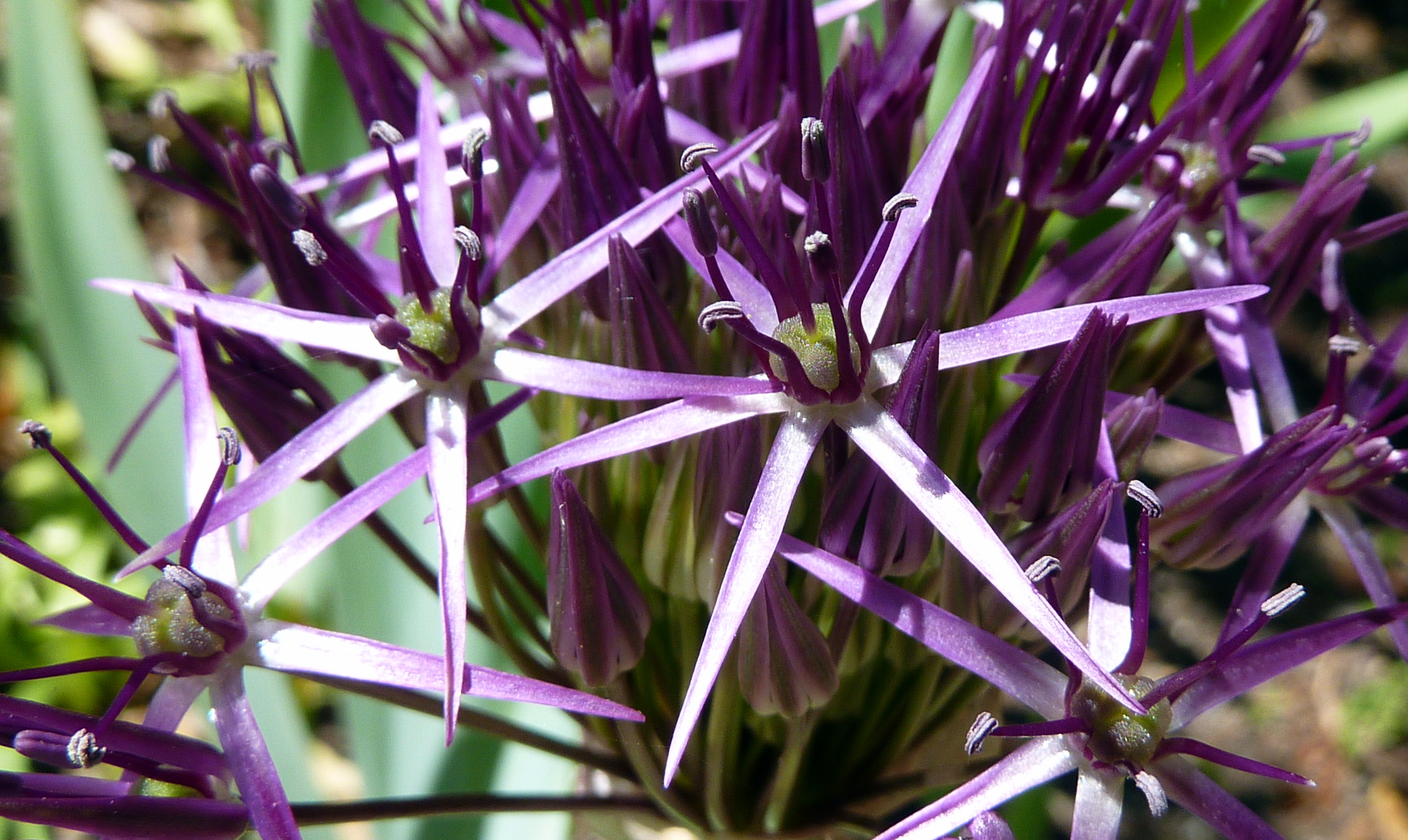 File:Purple spiky flower (7289093294).jpg - Wikimedia Commons