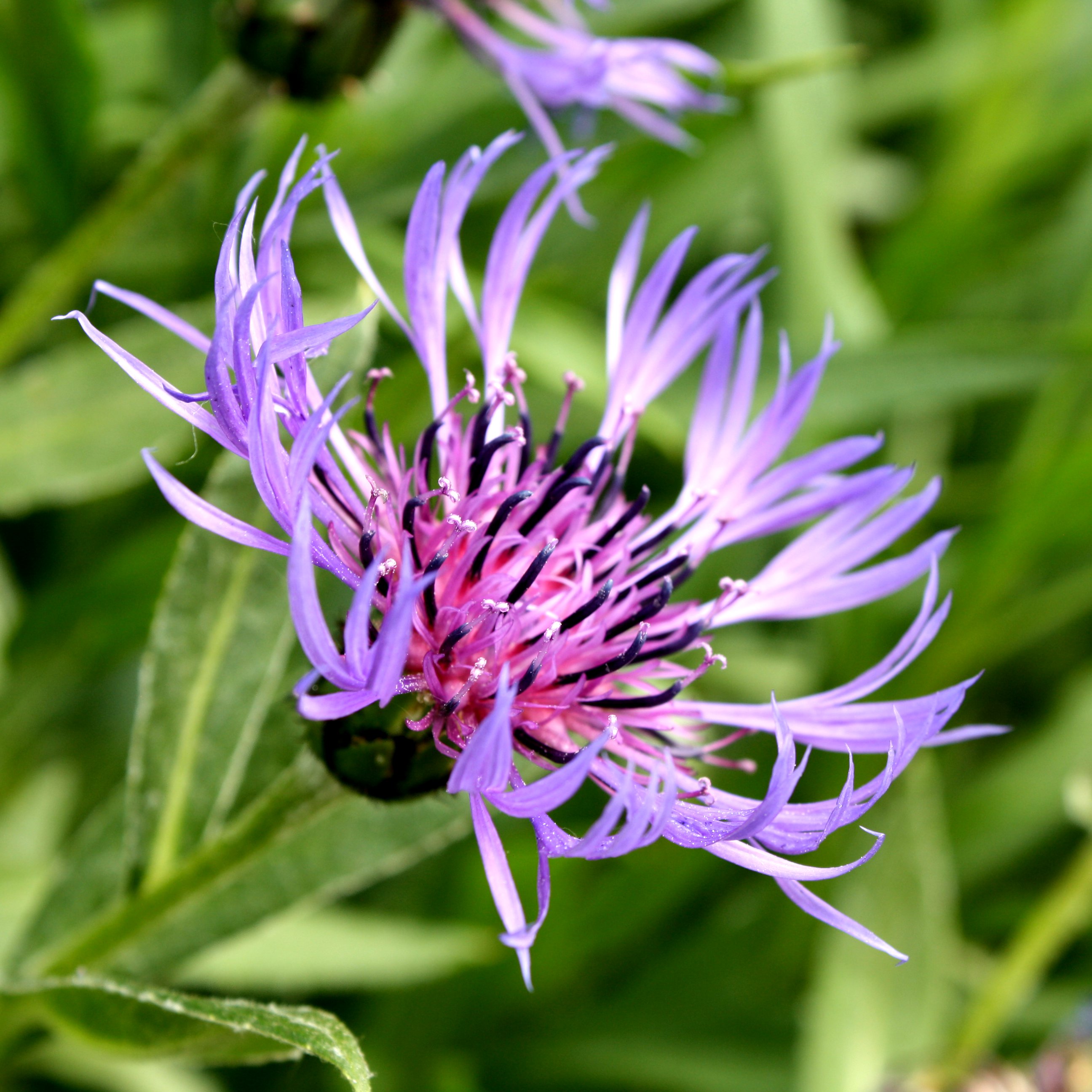 Purple Mountain Cornflower with Spiky Petals Picture | Free ...
