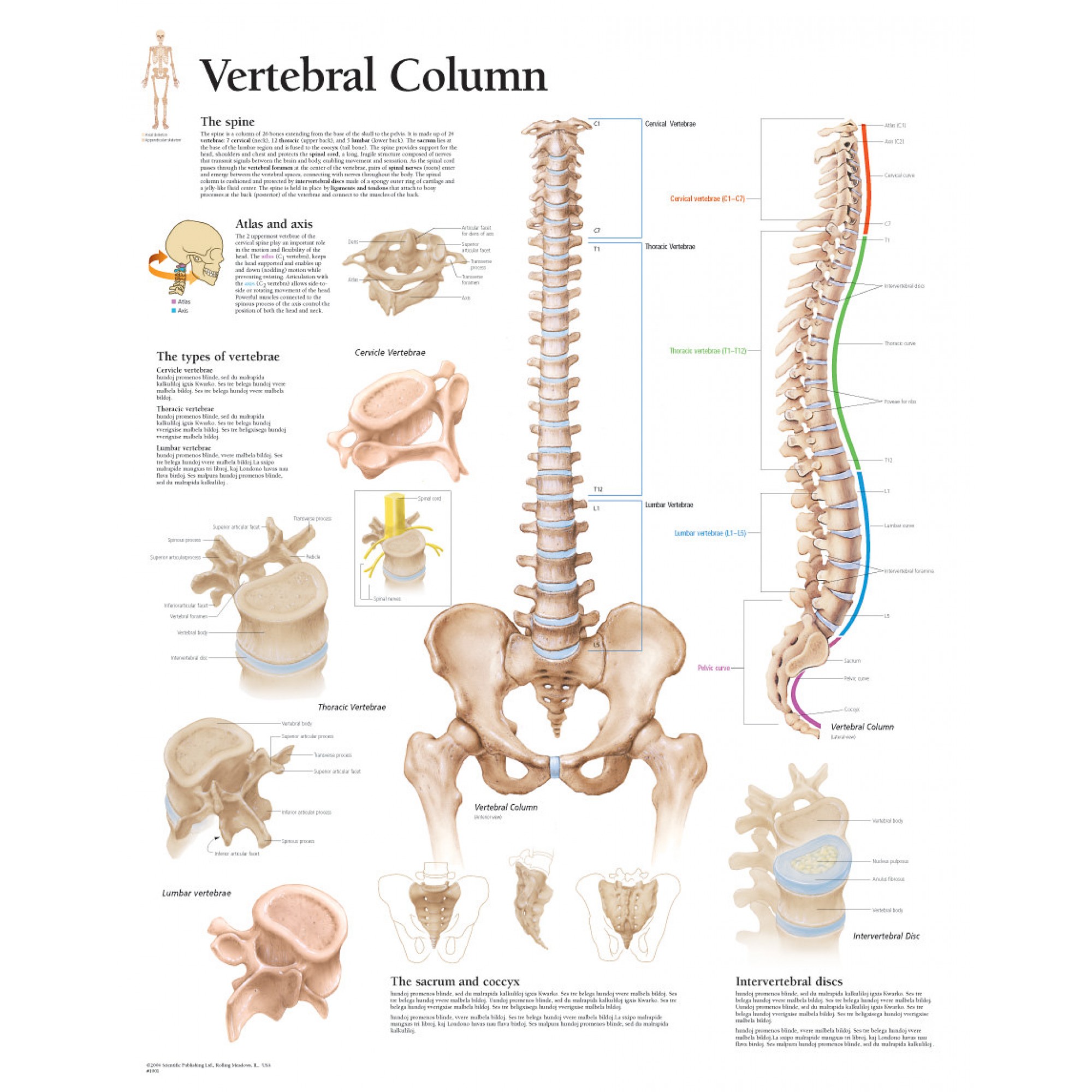 Scientific Publishing Human Vertebral Column Anatomy Chart