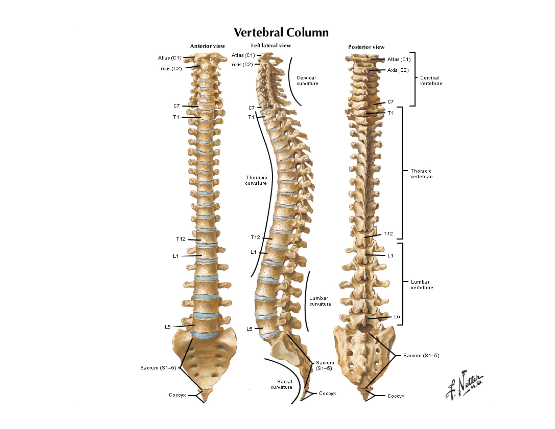 Notes on Anatomy and Physiology: The Spinal Column |