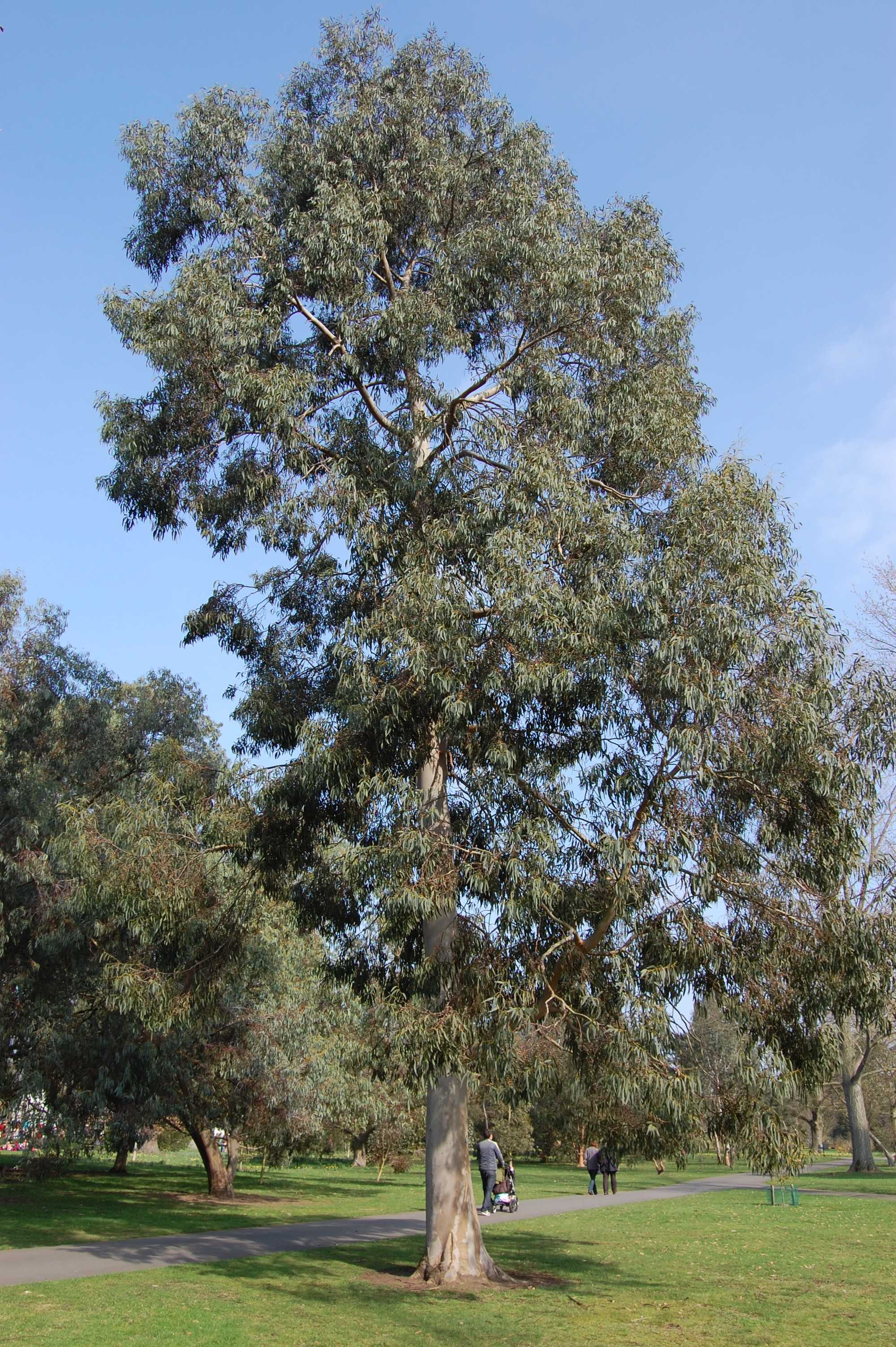 Eucalyptus perriniana | landscape architect's pages