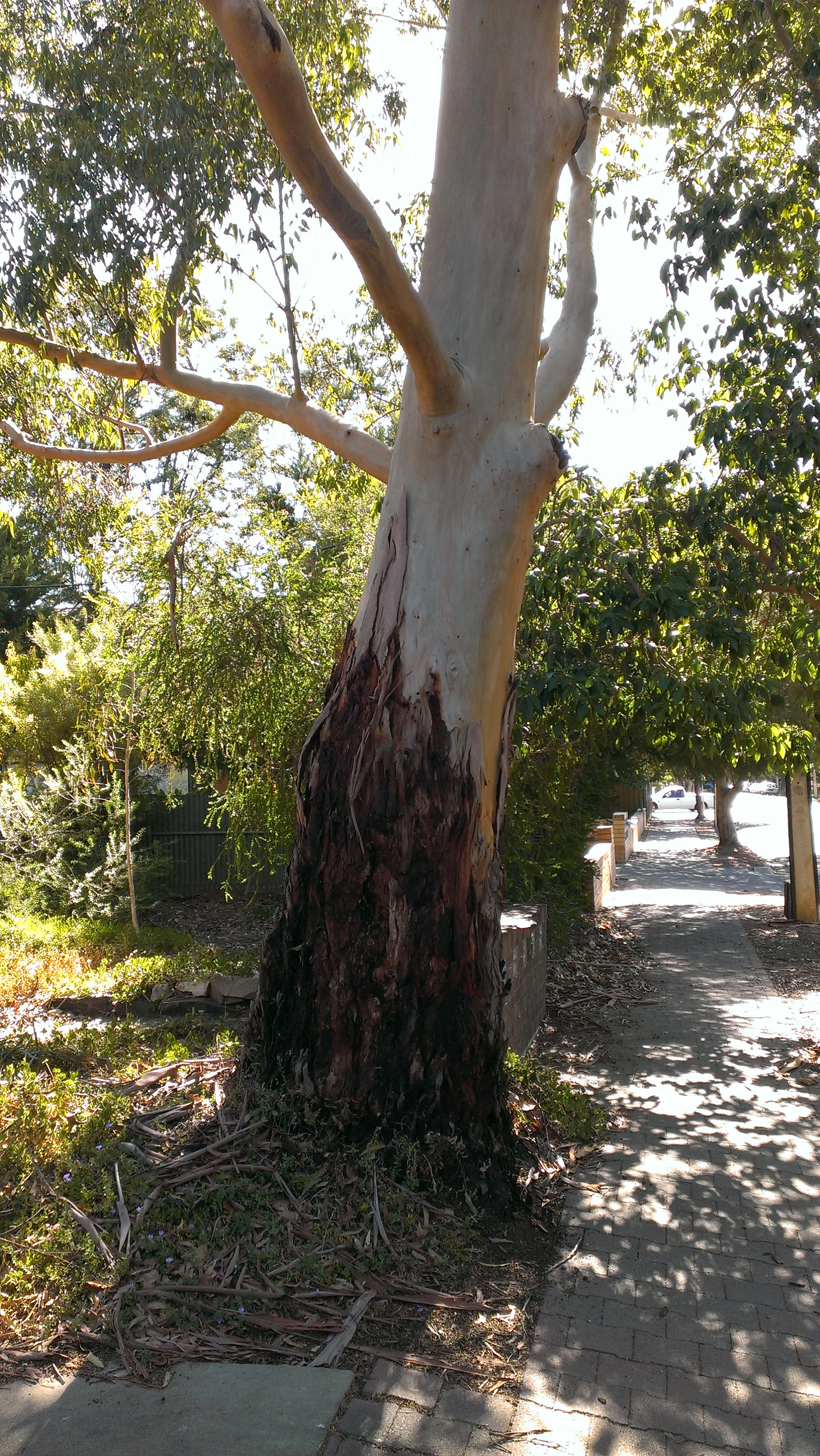 Eucalyptus Saligna Bark Dyepot | Local & Bespoke