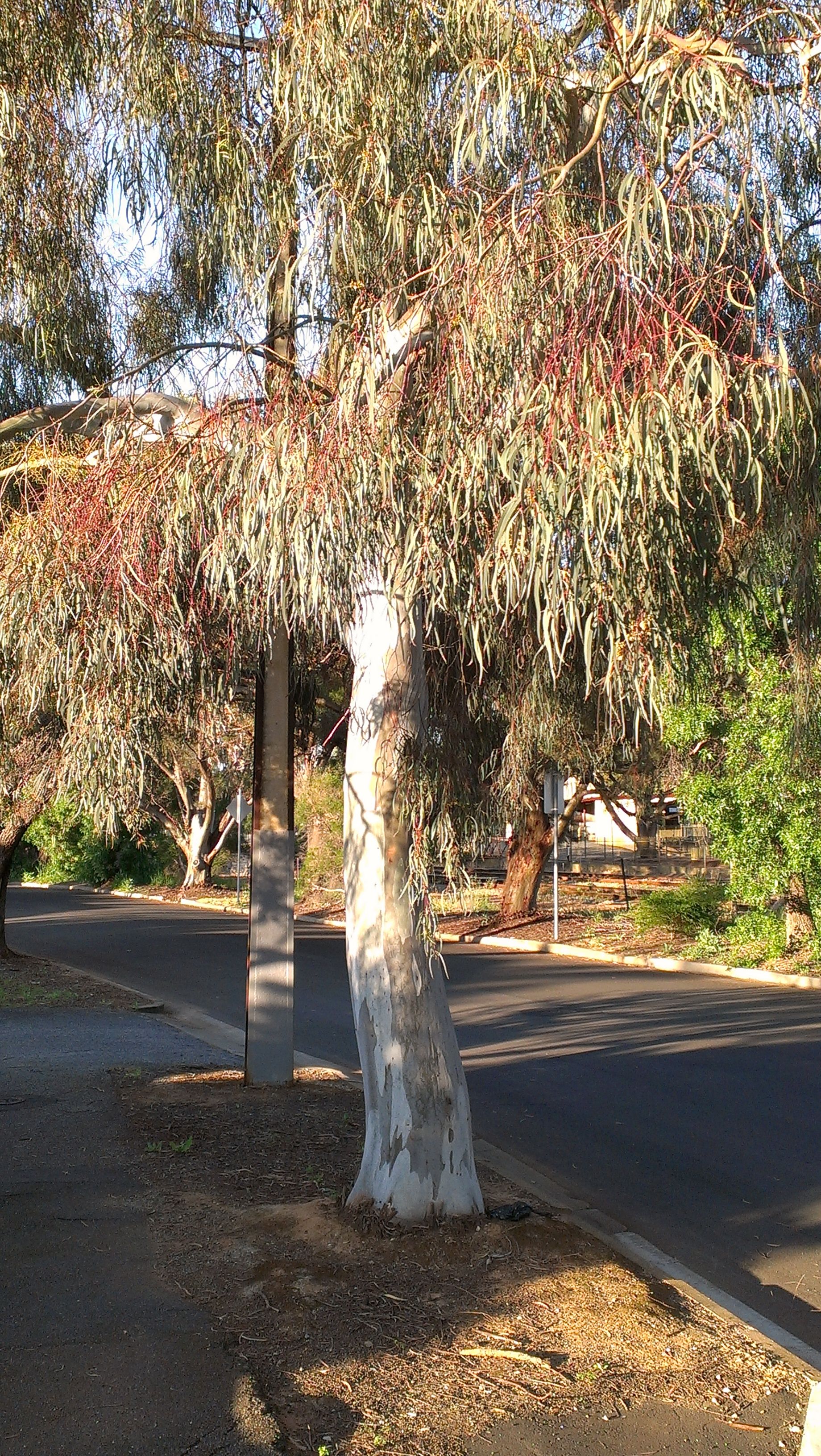eucalyptus scoparia - Google Search | Garden - north side - planted ...