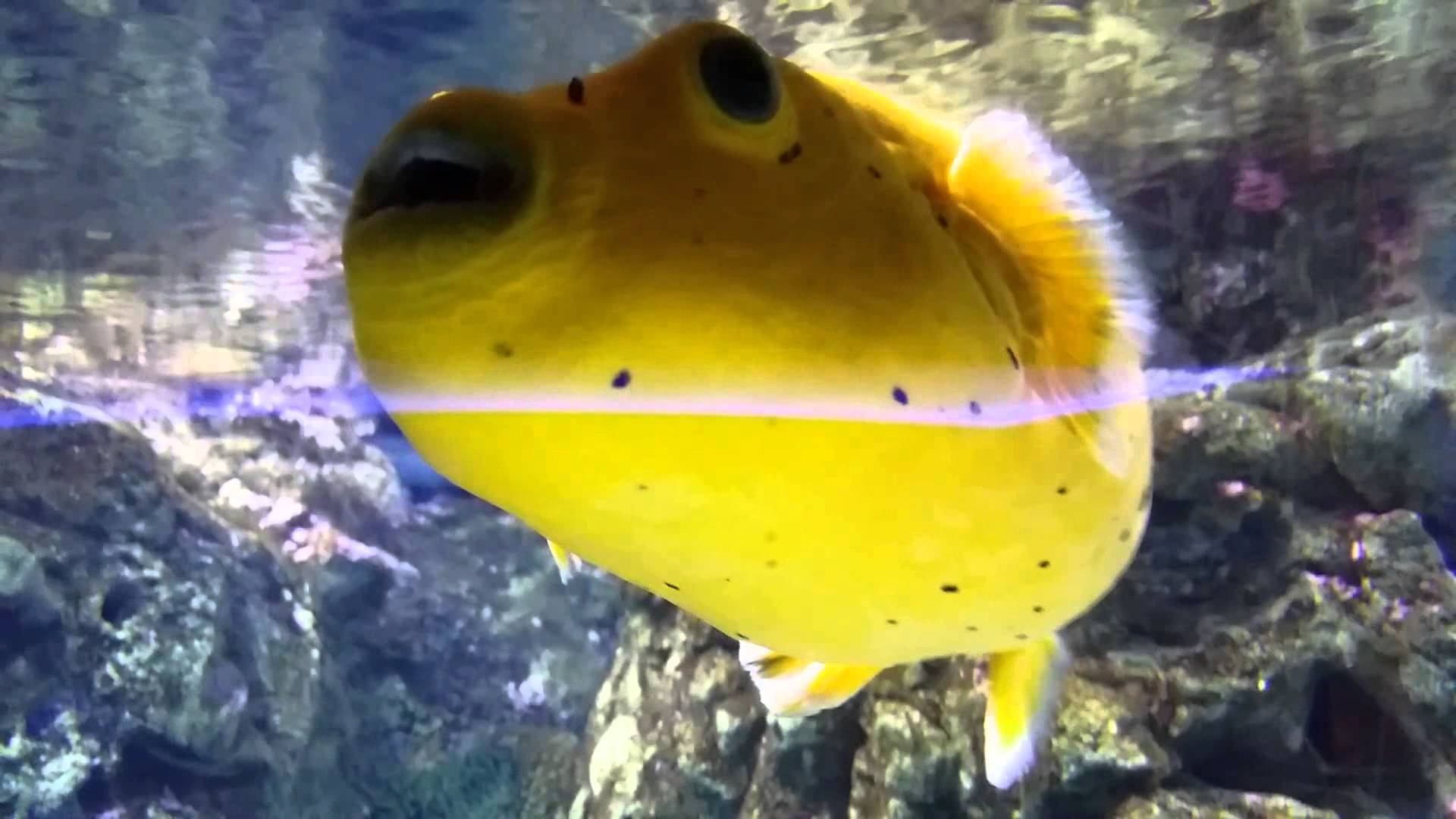 bob the sponge... fish version :) - YouTube