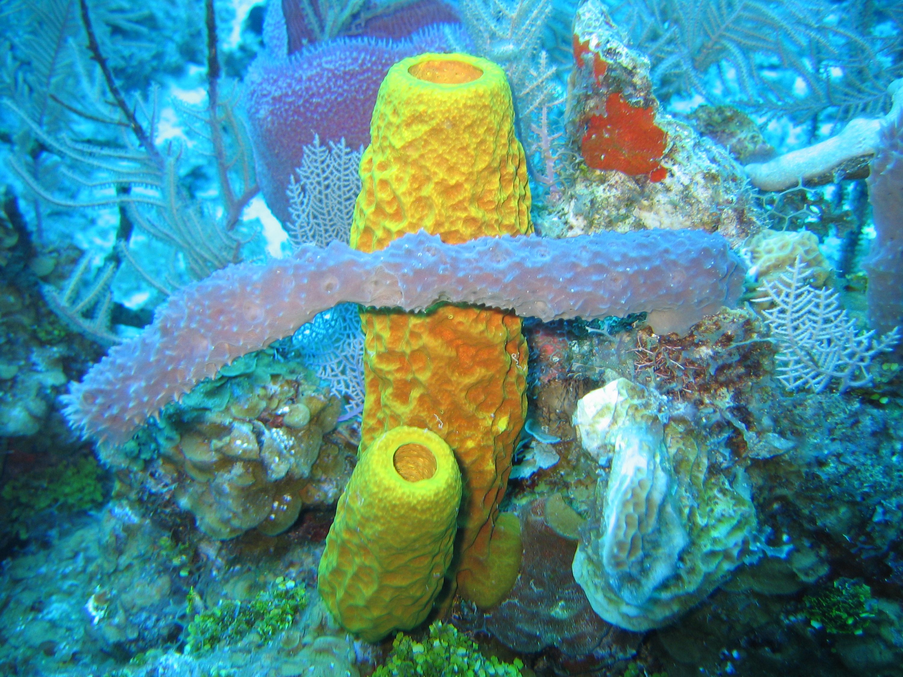 Why Sponges Are Potentially Immortal | Longevity Letter