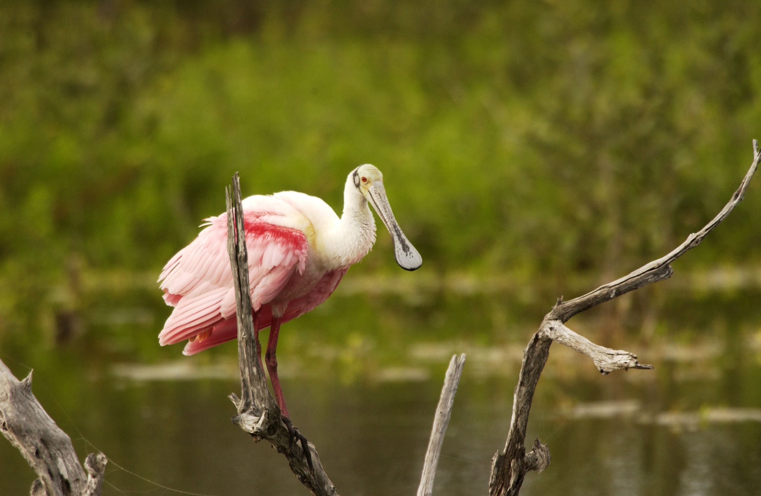 Spoonbill on the branch photo