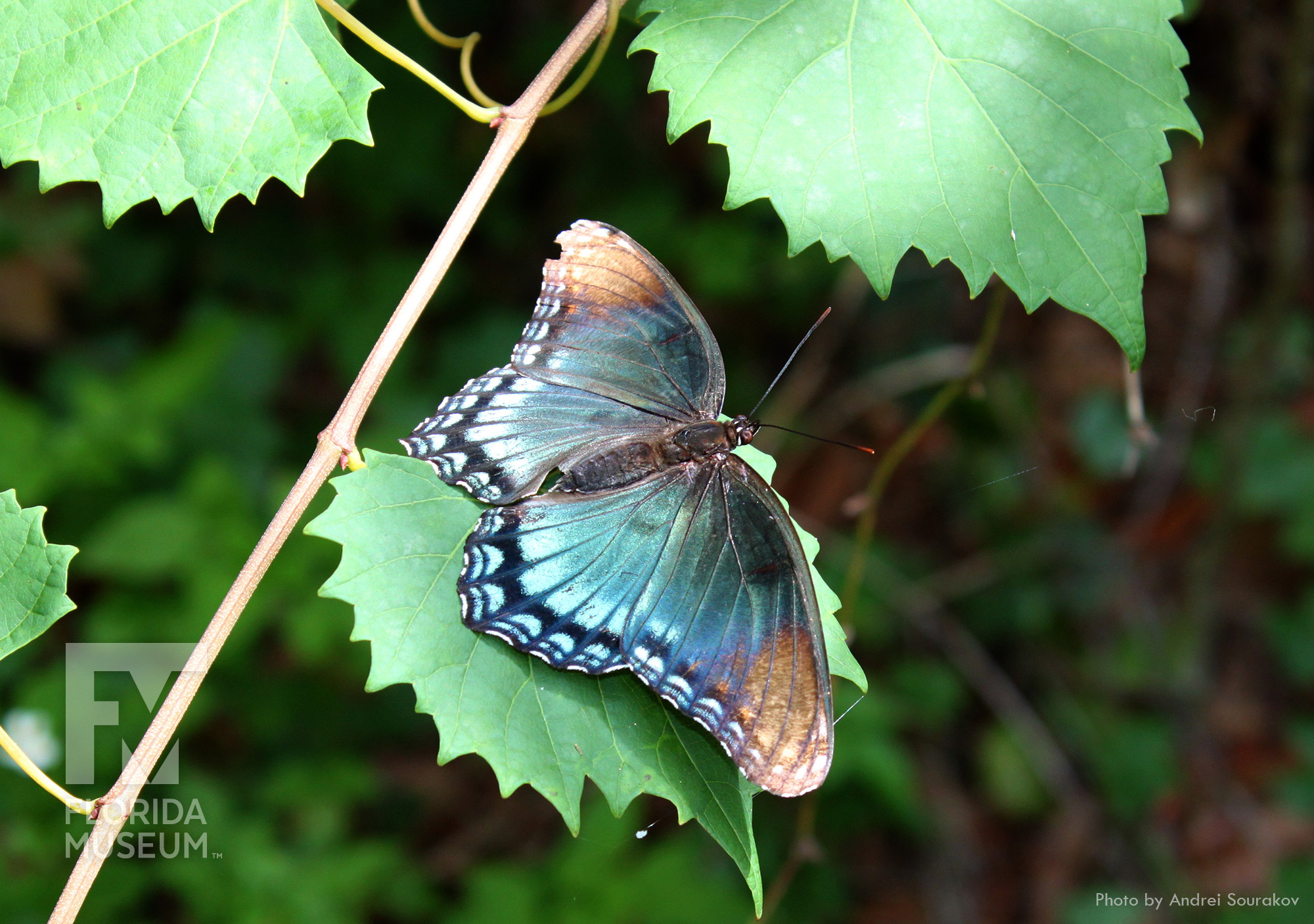 Red-spotted Purple Butterfly – #FloridaMuseumScience