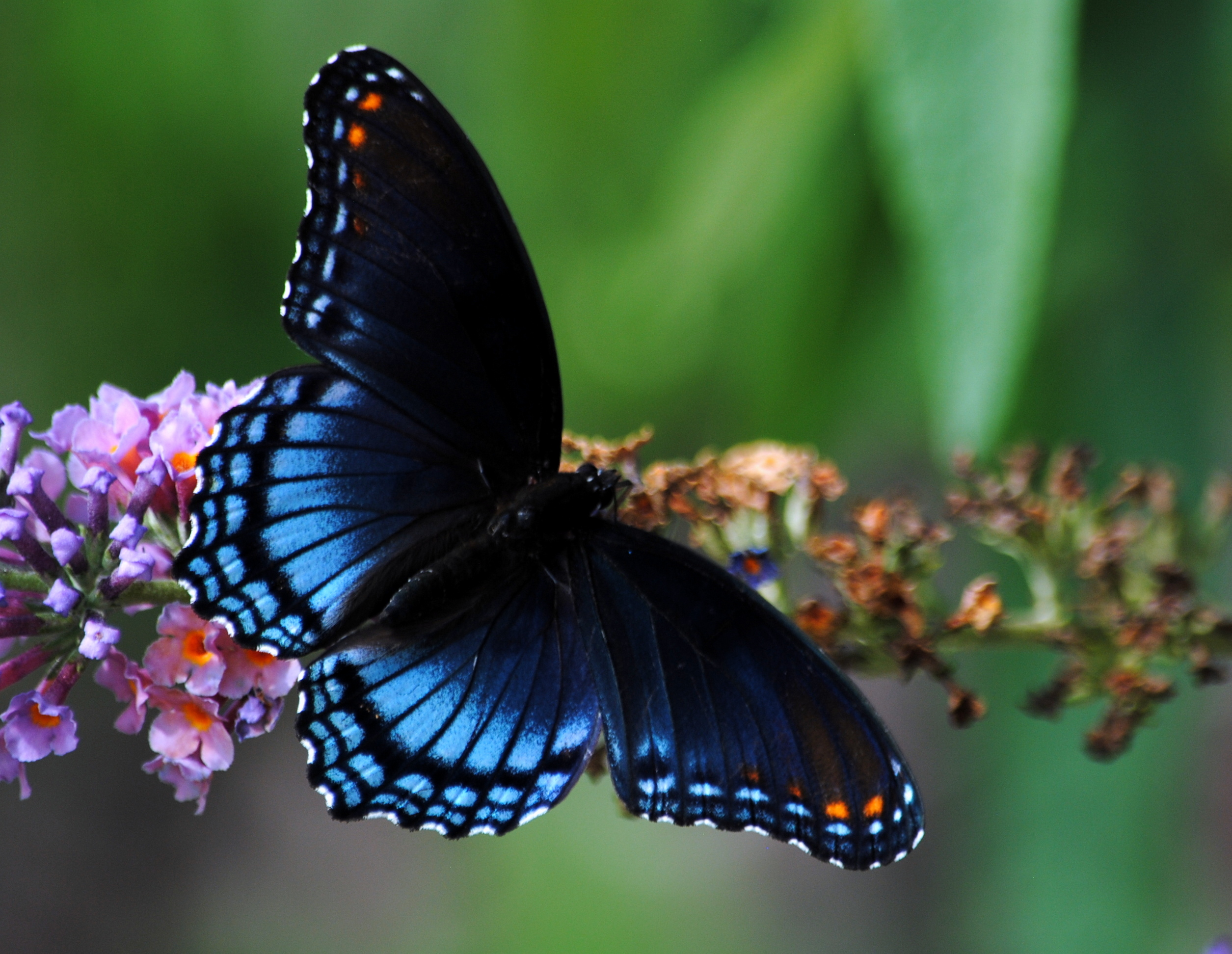 Astyanax' Red-spotted Purple Limenitis arthemis astyanax ...