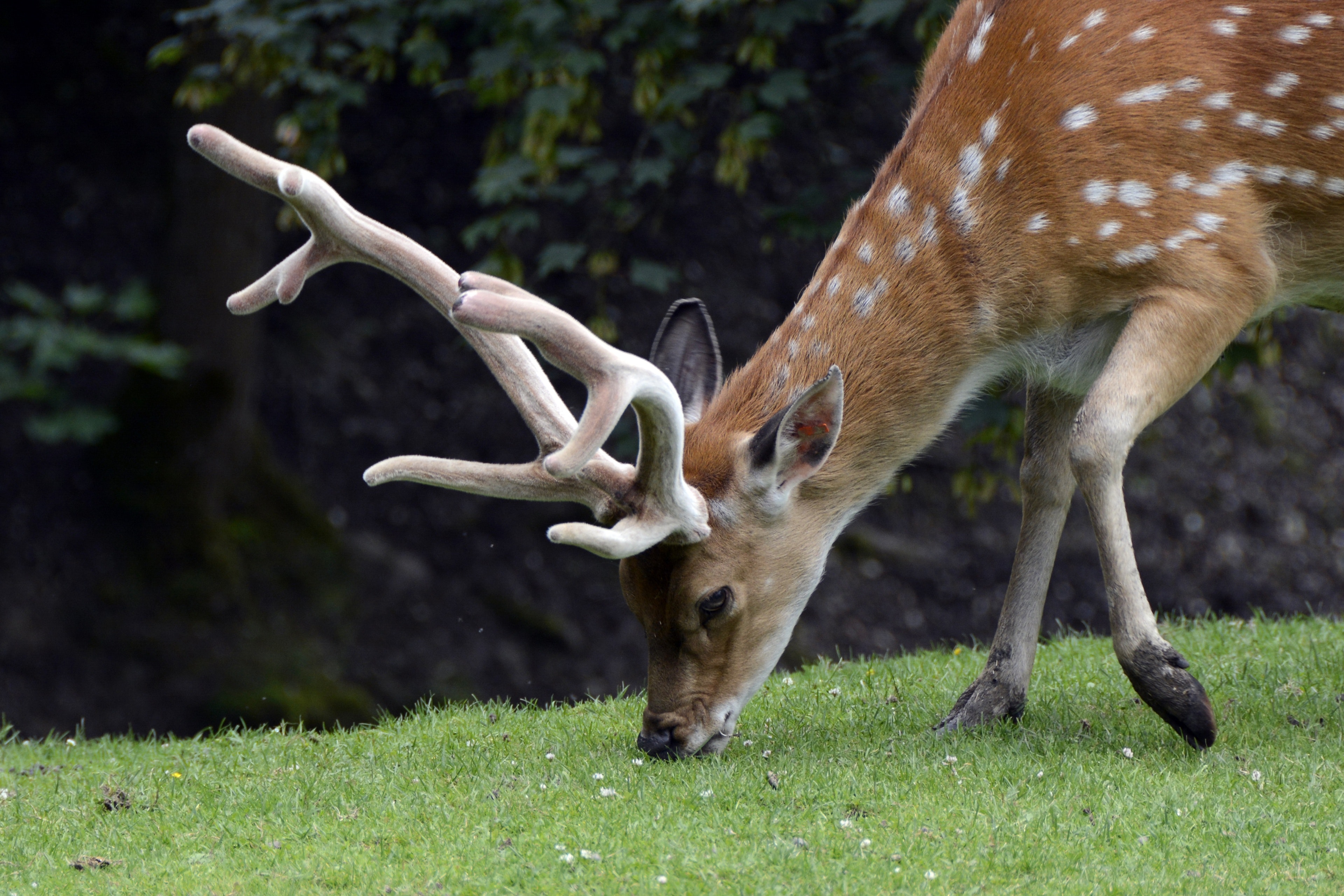 Spotted deer eating grass on green grass at daytime photo