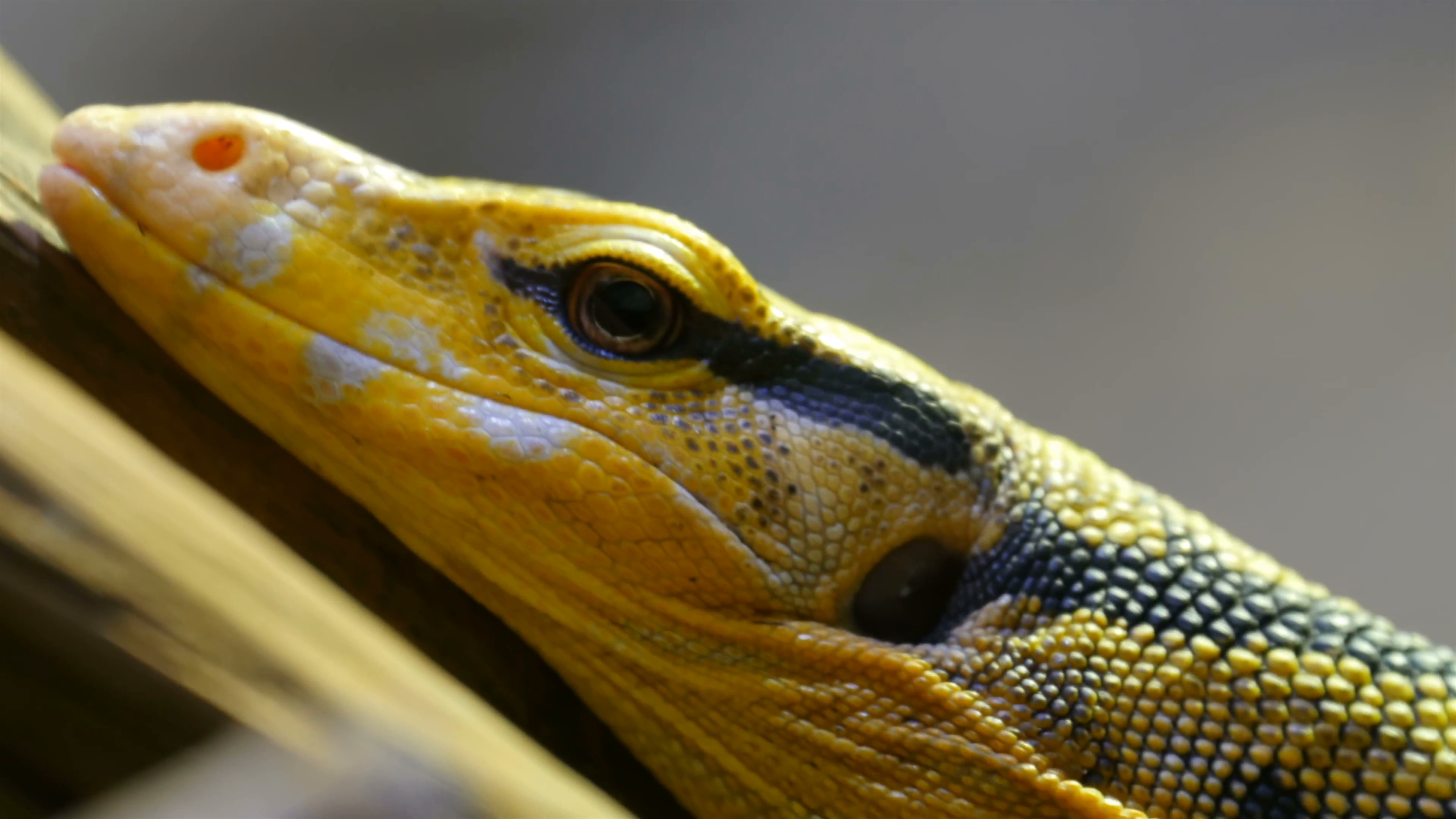 Yellow black spotted lizard on a tree branch Stock Video Footage ...