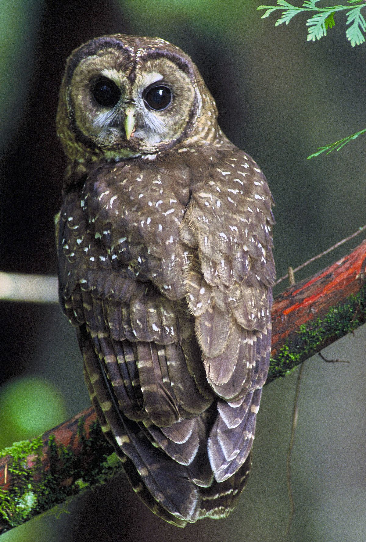 Spotted owl - Wikipedia
