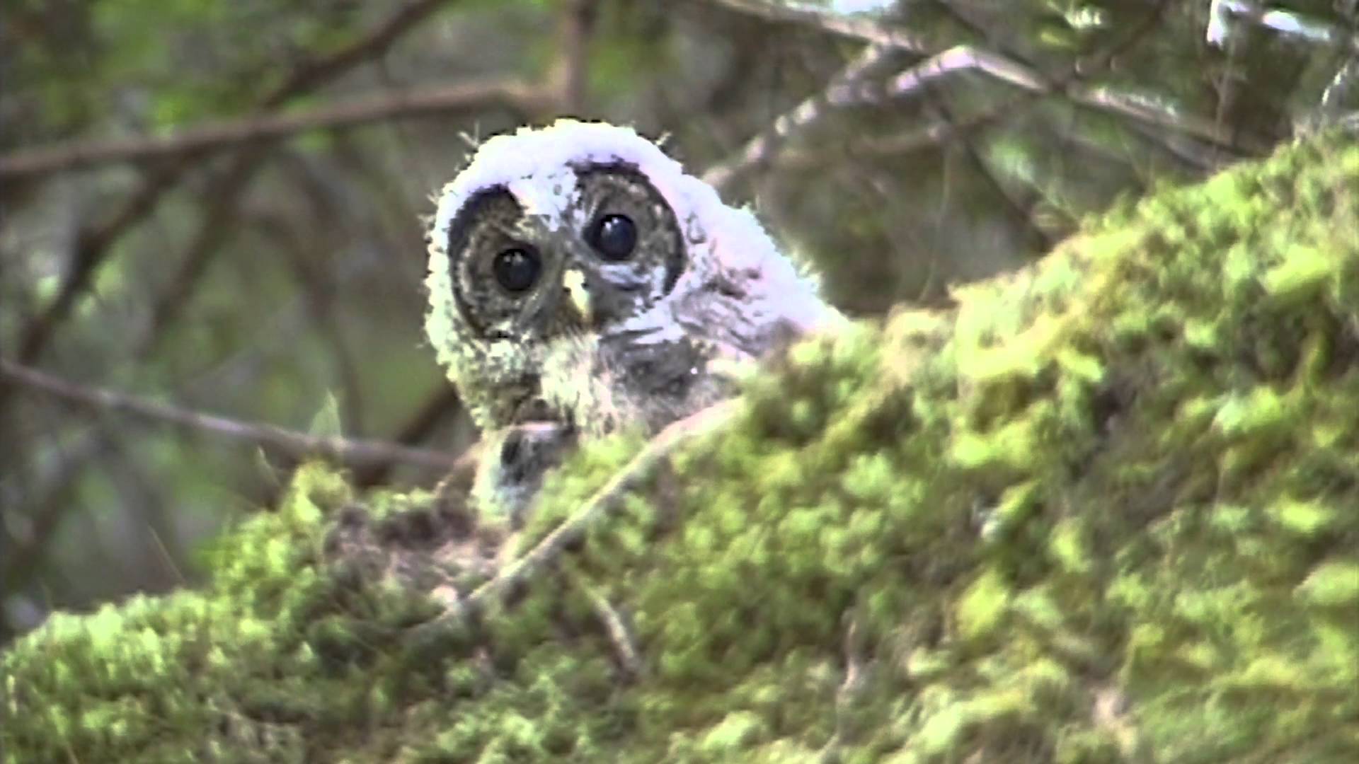Northern Spotted Owls and the BLM - YouTube