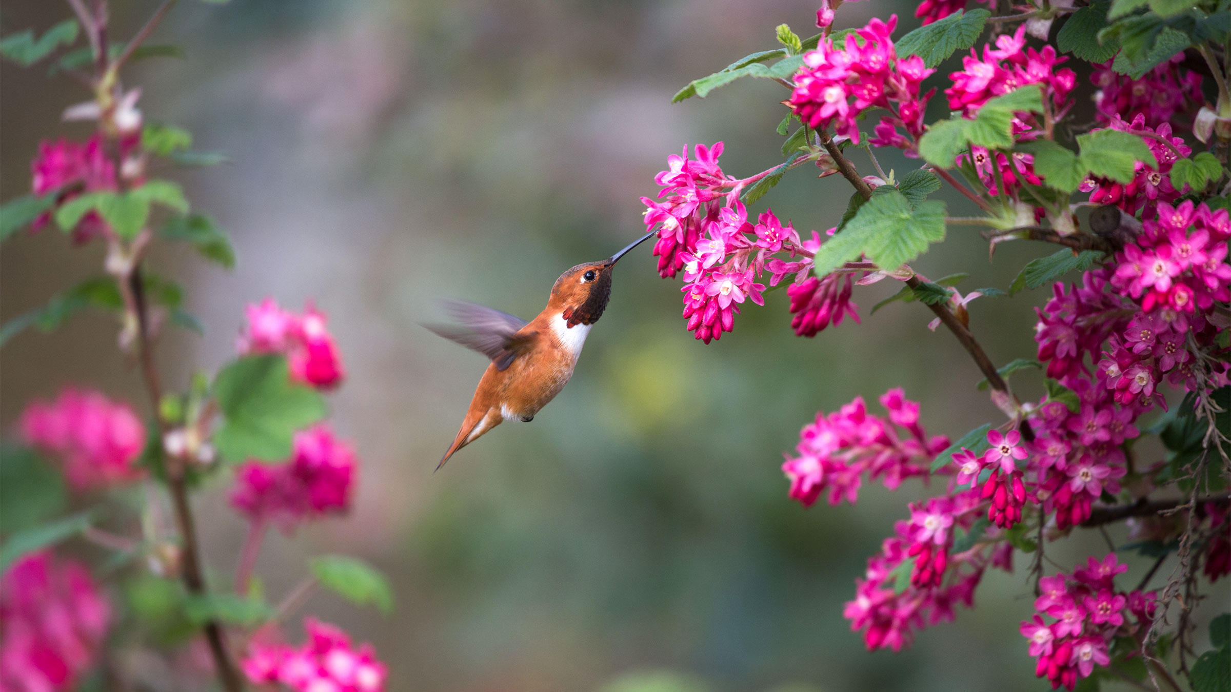 This Spring, Help Birds by Growing Native Plants | Audubon