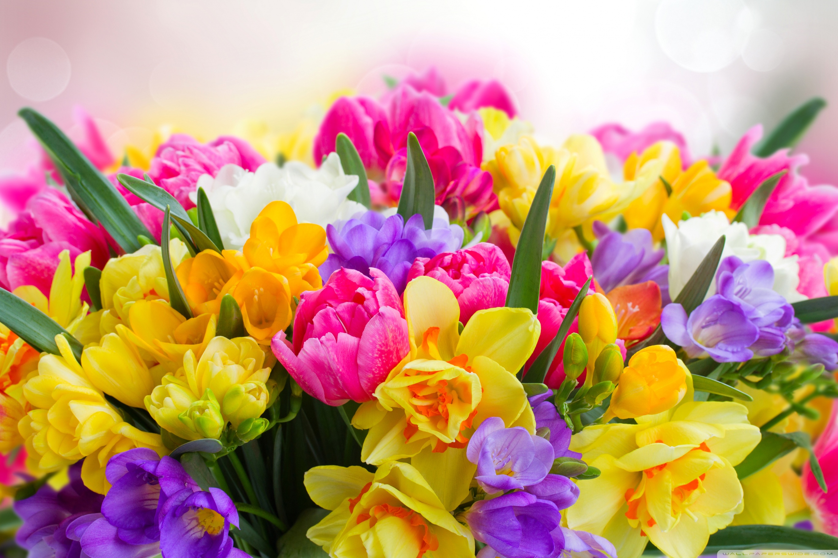 Beautiful Spring Flowers ❤ 4K HD Desktop Wallpaper for 4K Ultra HD ...