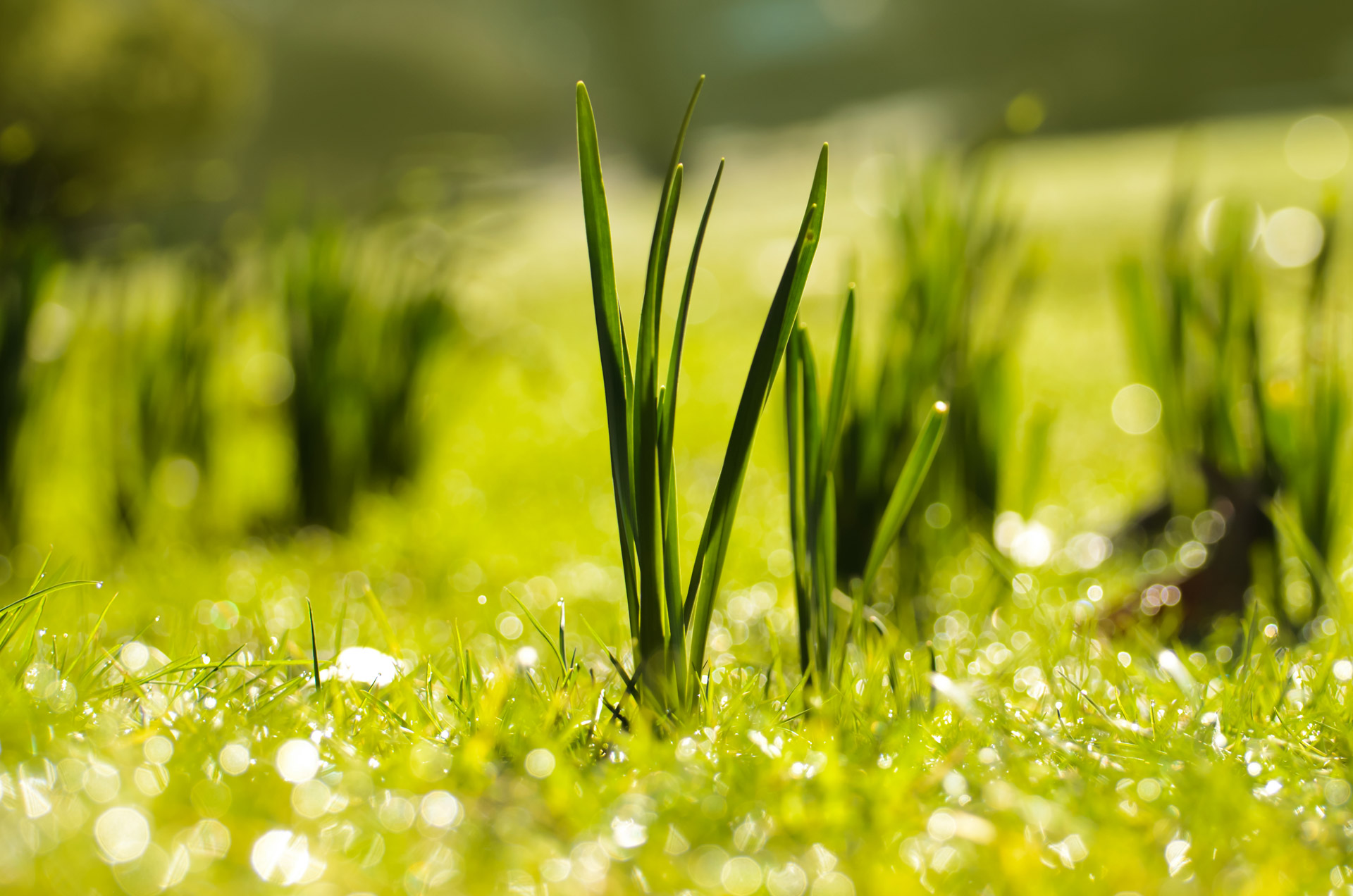 Spring Free Stock Photo - Public Domain Pictures