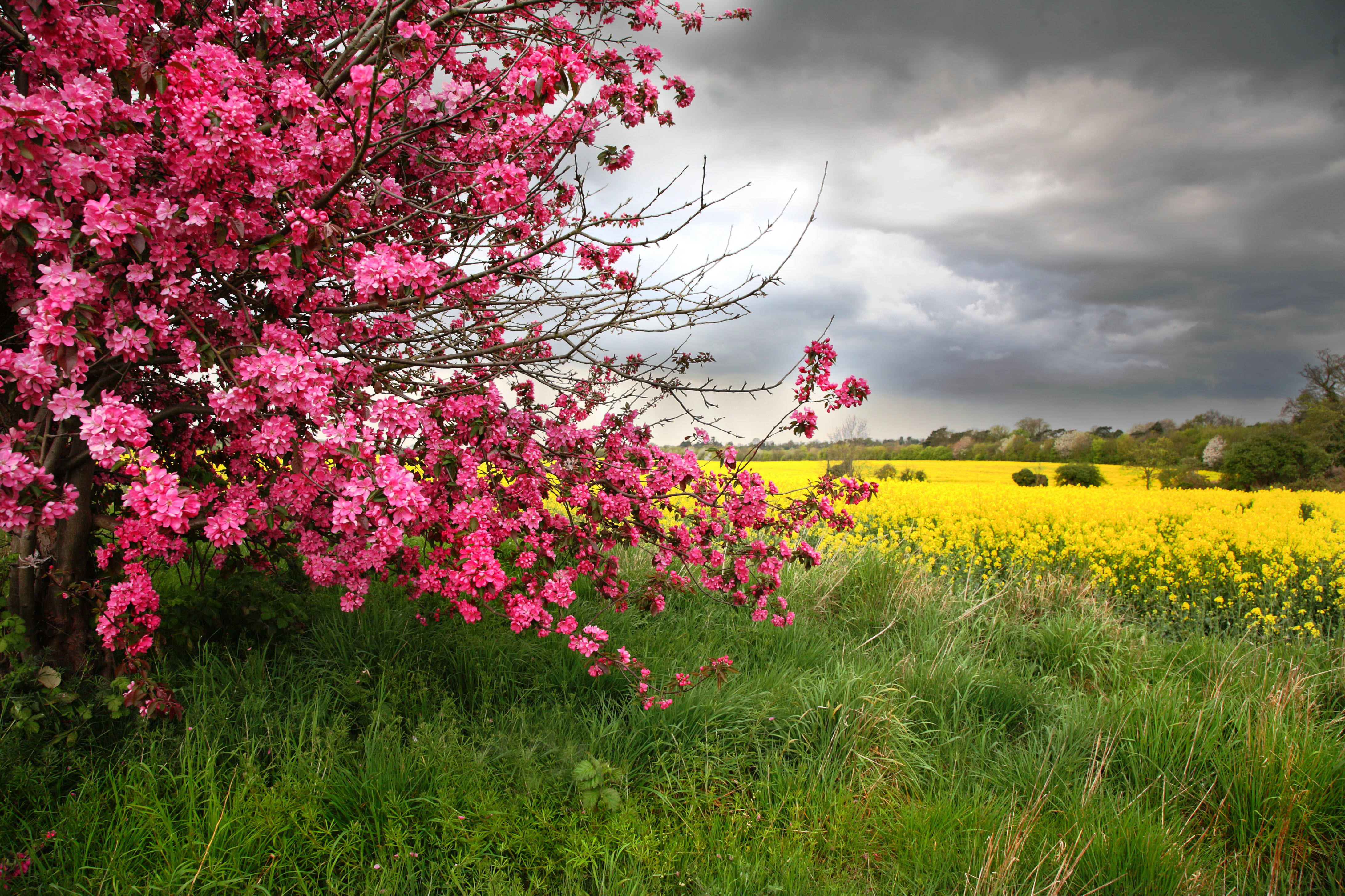 Nature spring tree flowers / 4368 x 2912 / Nature / Photography ...