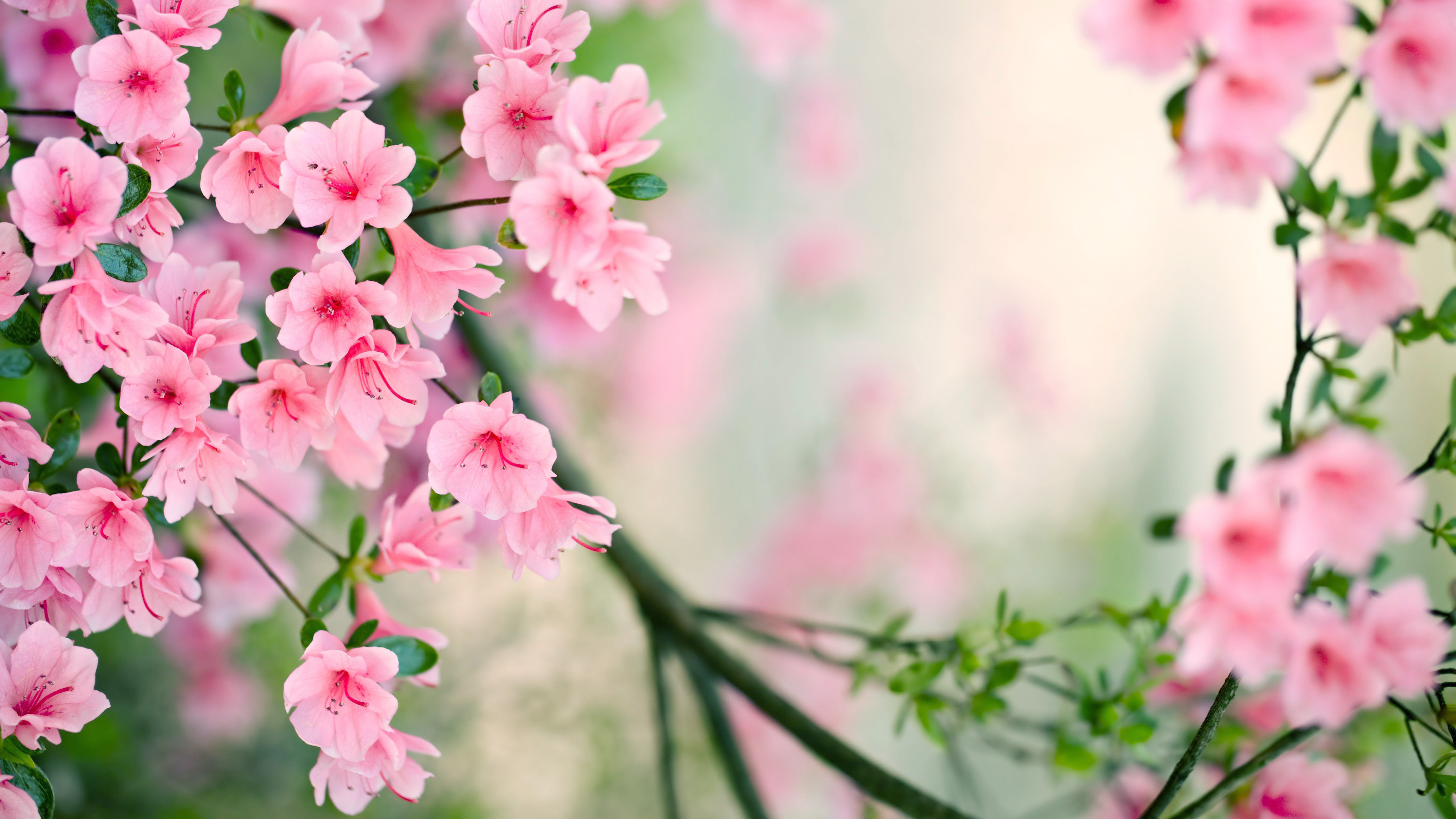 Nature Spring | Free Desktop Wallpapers for Widescreen, HD and Mobile