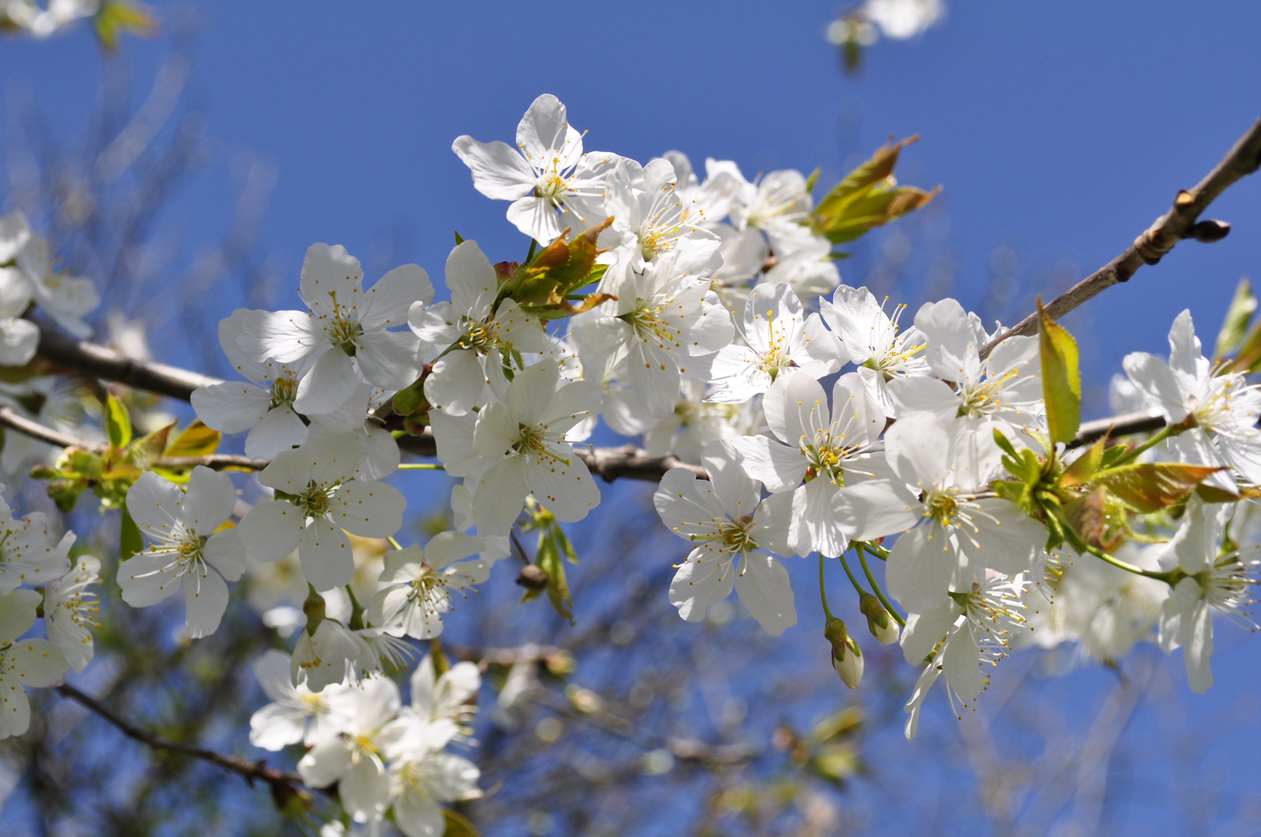 File:Beautiful spring flowers.JPG - Wikimedia Commons