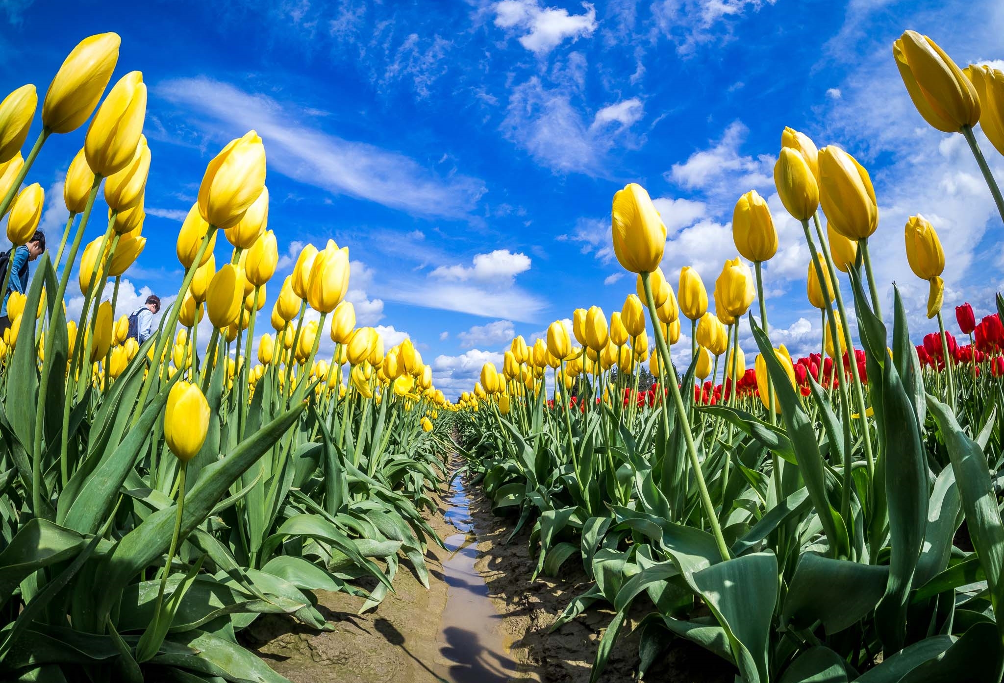 blue, field, spring, yellow, red, flowers, Washington, tulips, green ...