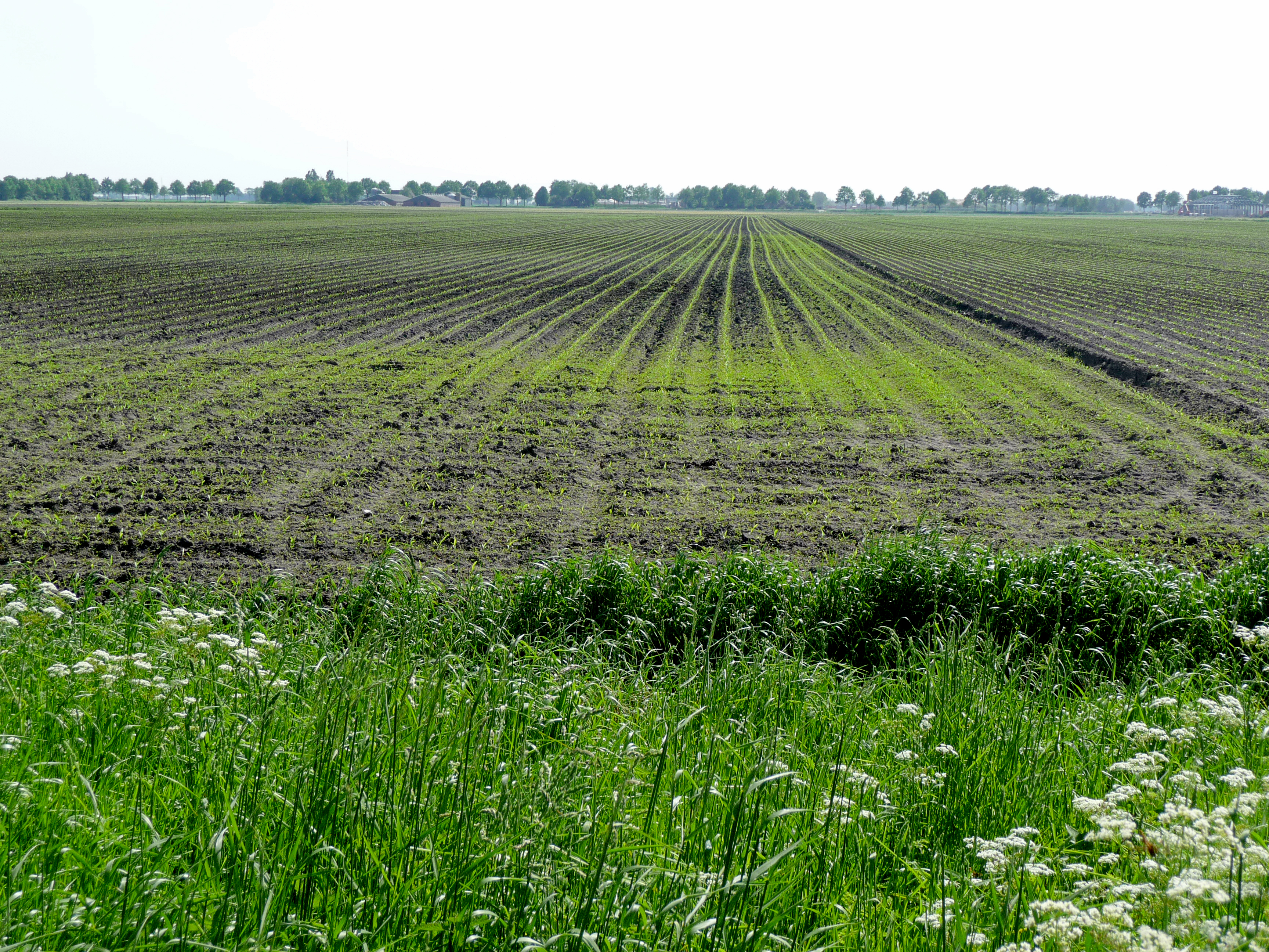 File:A view on agriculture fields in the spring of 2012. Midden ...