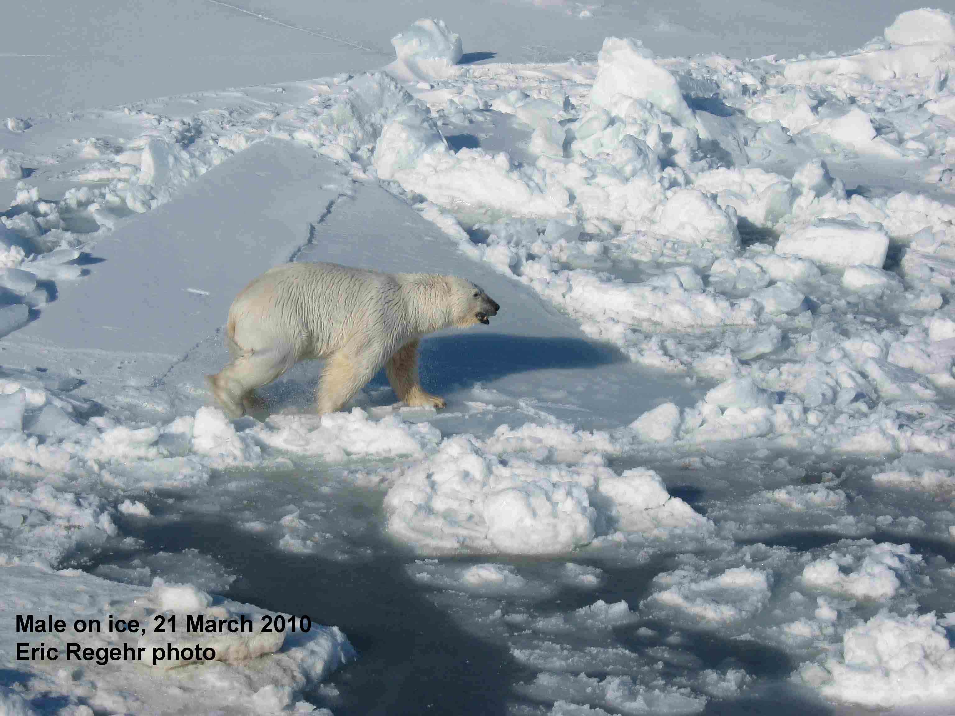 spring ice conditions | polarbearscience