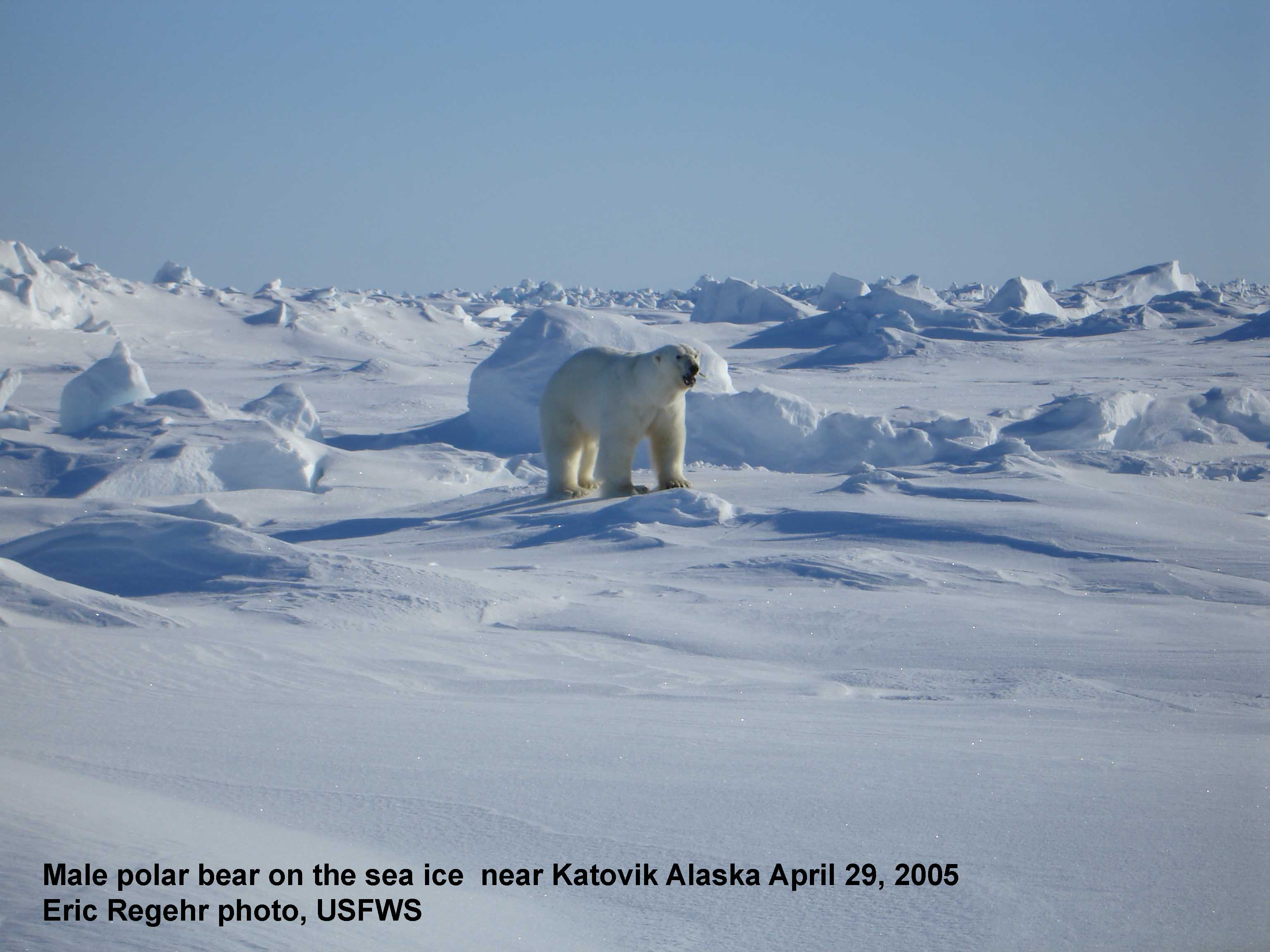Designated critical habitat for Alaskan polar bears offers no ...
