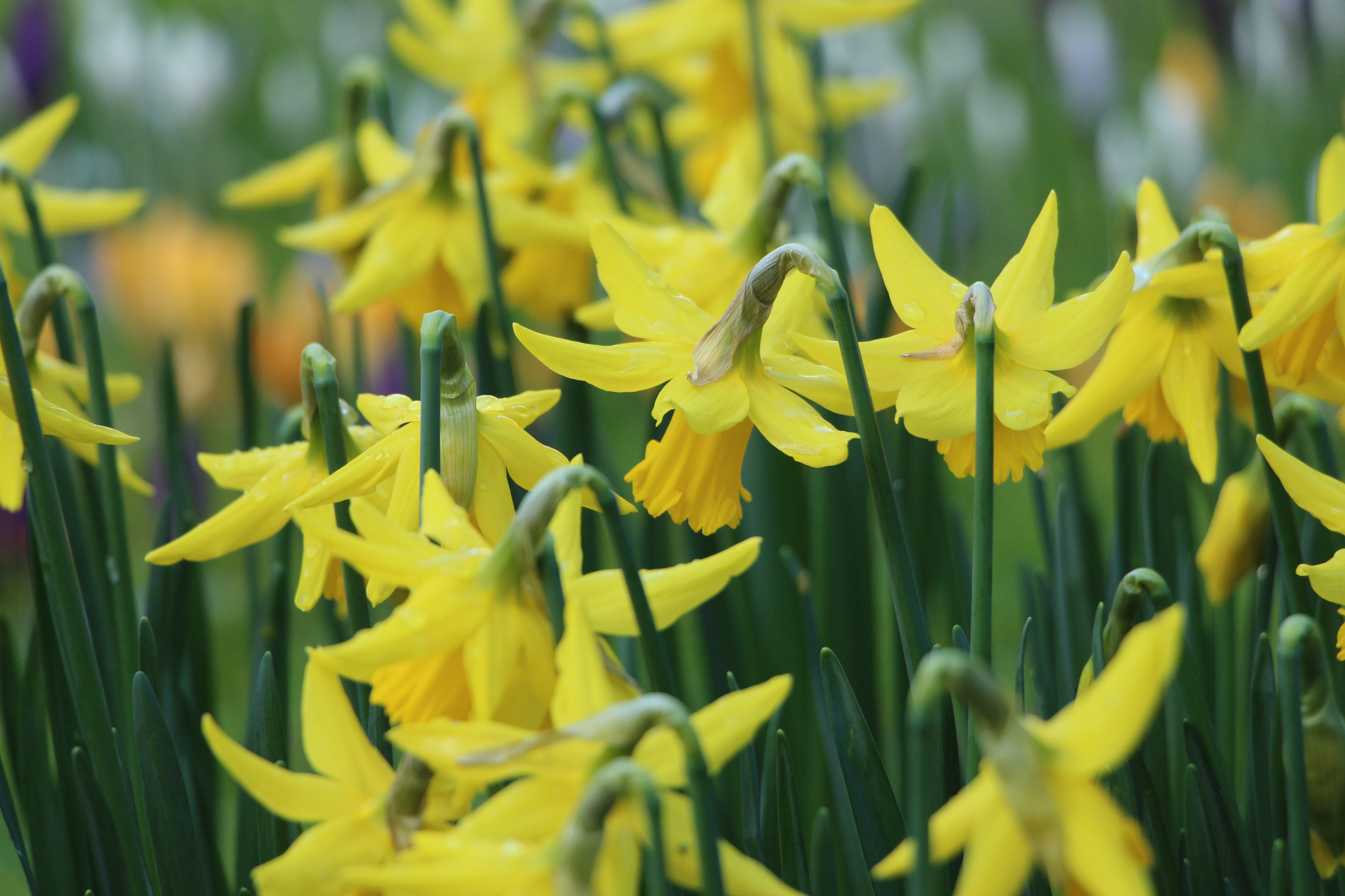 Golden daffodils herald the arrival of spring - Atco