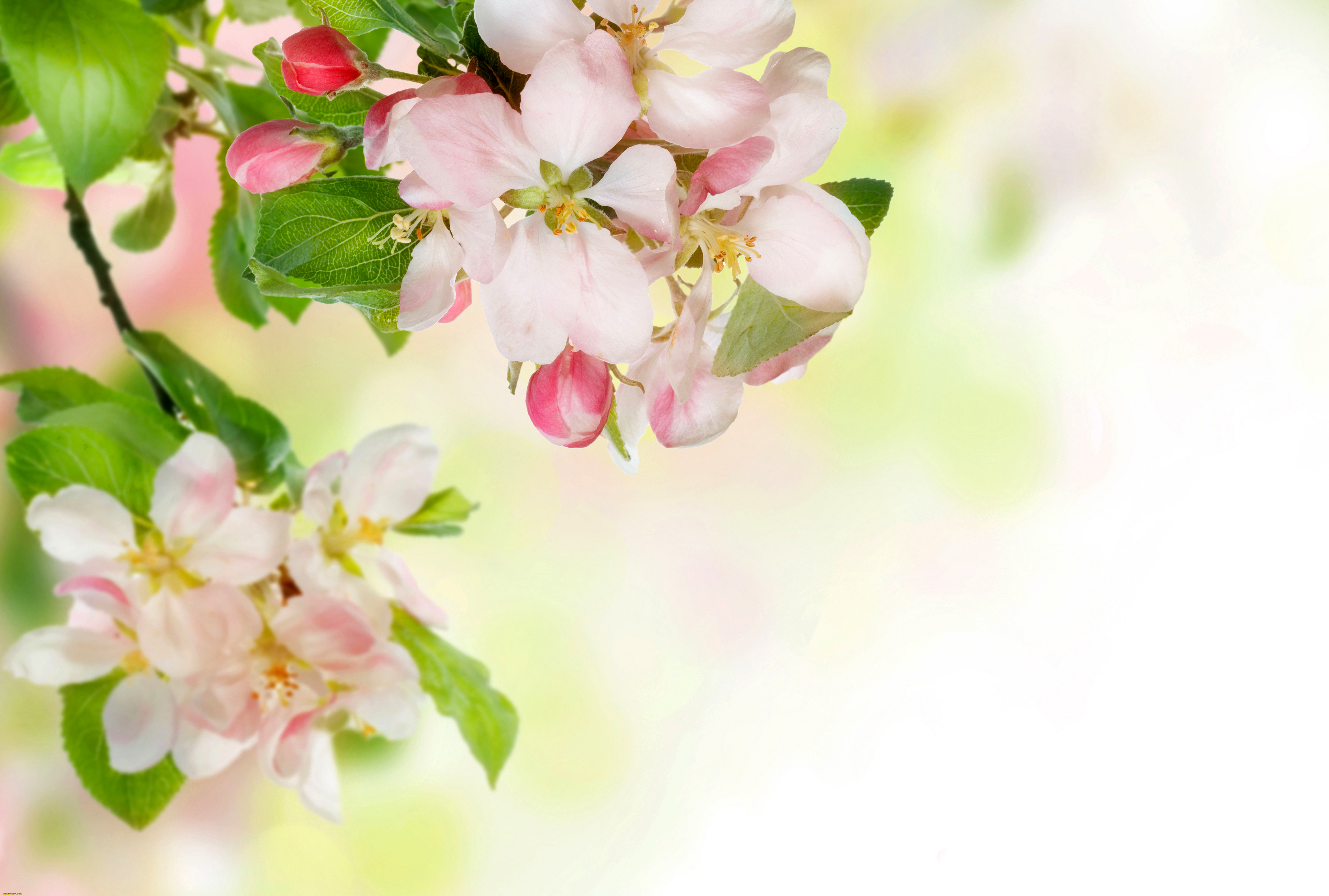 Blooming Spring Background | Gallery Yopriceville - High-Quality ...