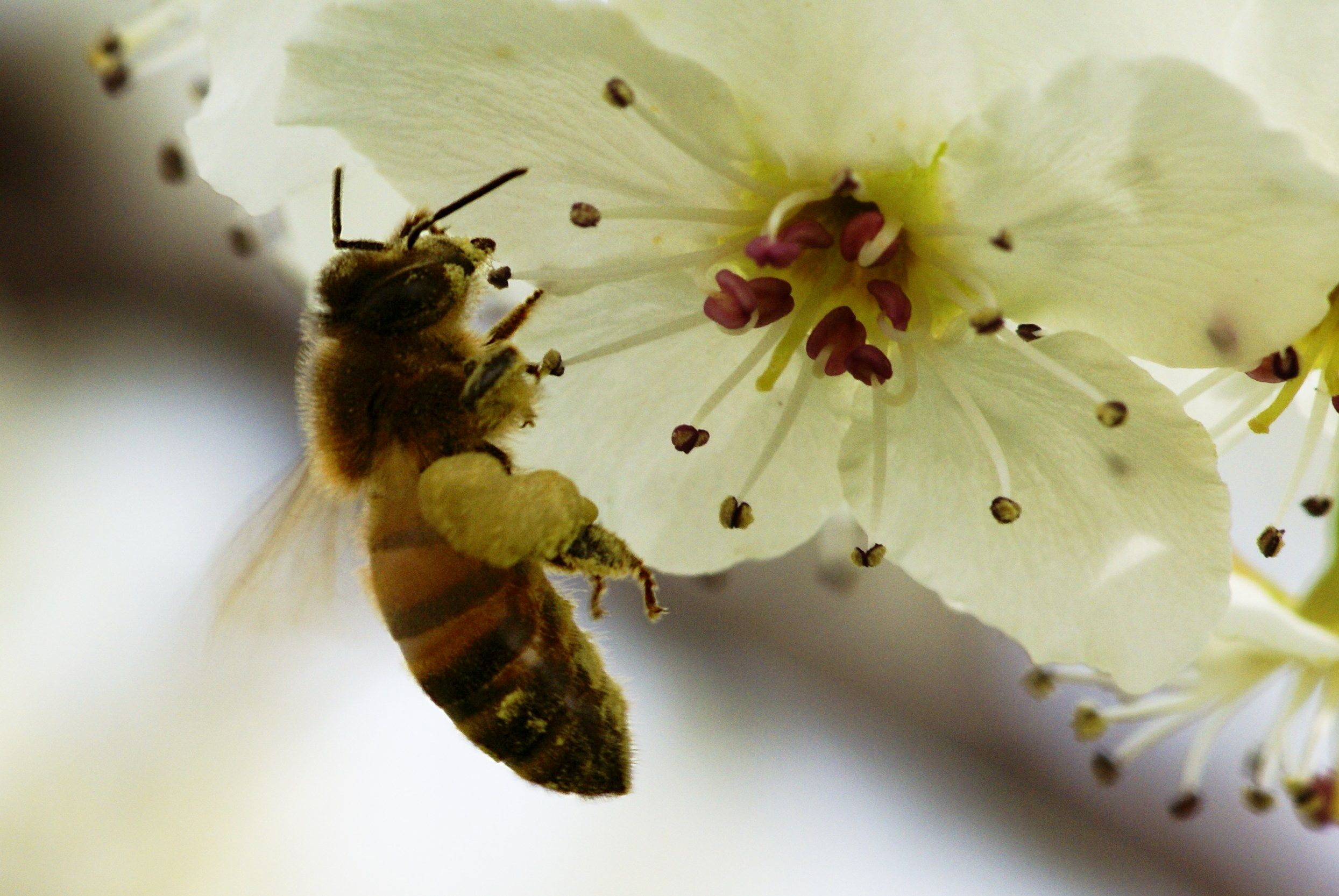 Spring bee photo